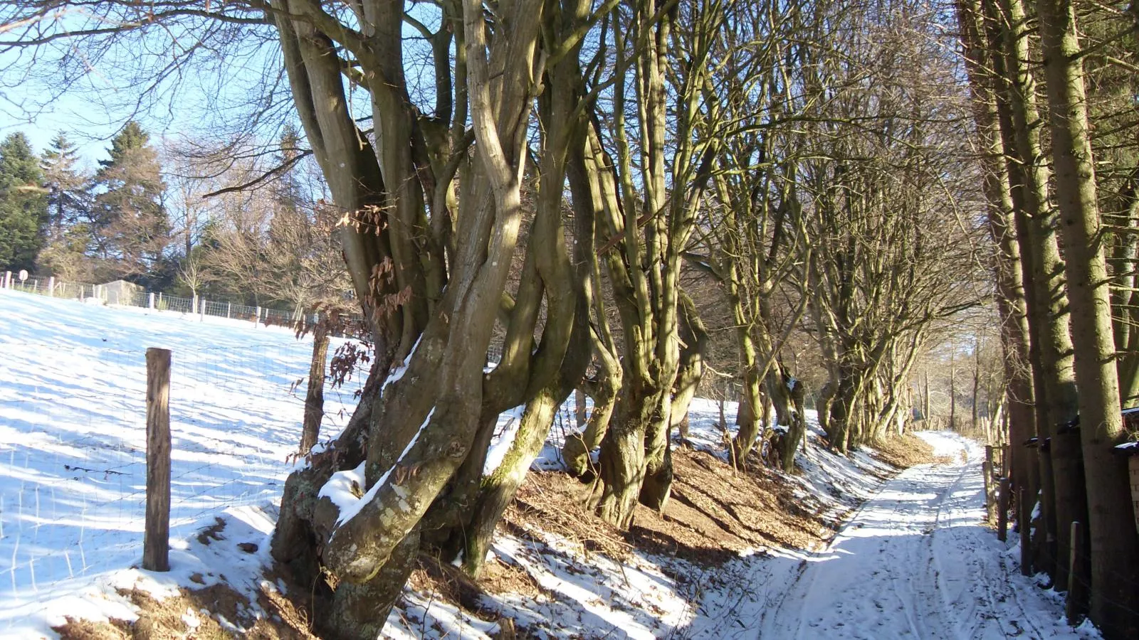 Au Ballon-Gebied winter 5km