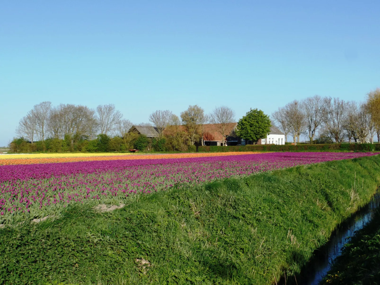 Camping Hofstede Zonnevliet - Safaritent - Buiten