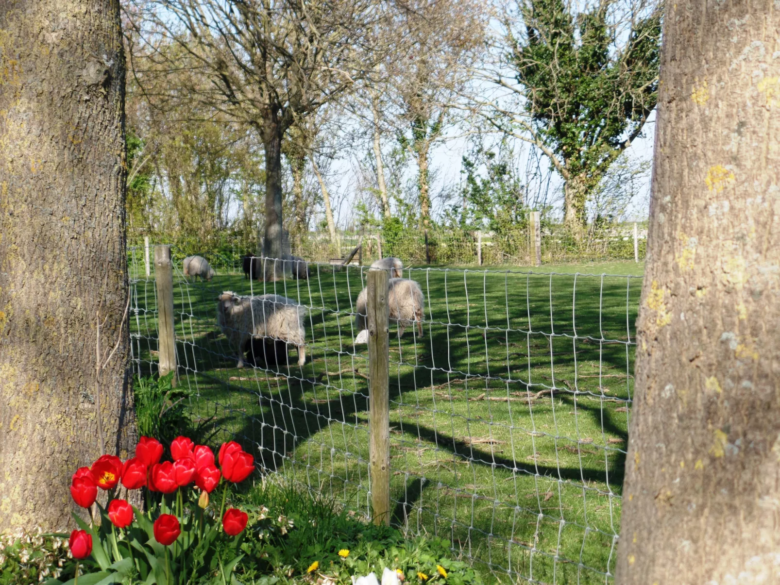 Camping Hofstede Zonnevliet - Buitenlust - Buiten