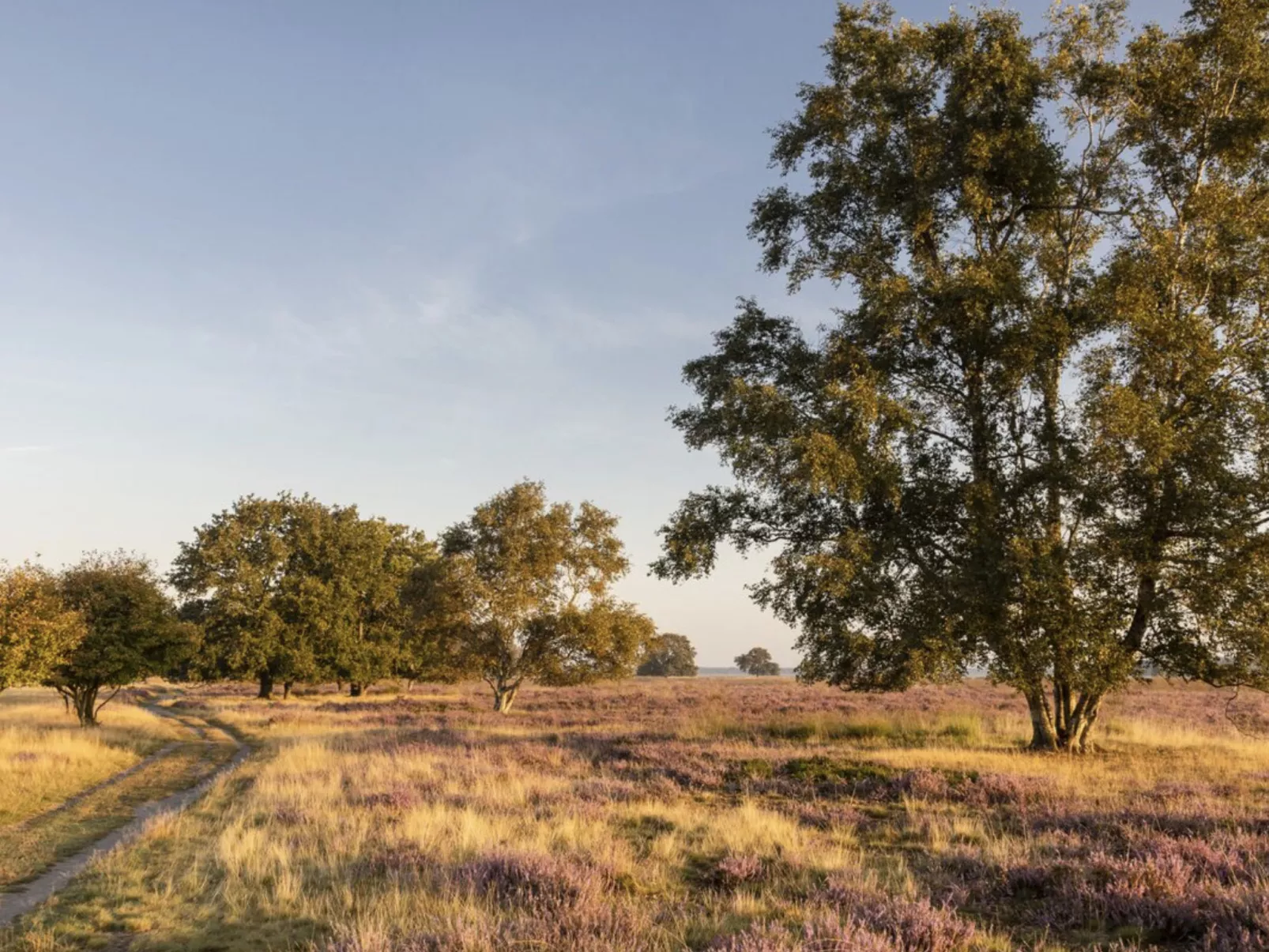 Vakantiepark De Wiltzangh - Tiny Borg - Buiten