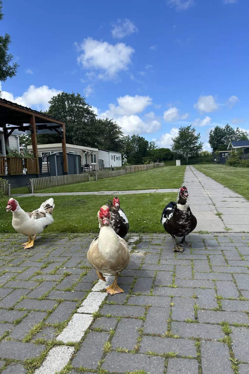 Bungalowpark de Horn - 821 - Buiten