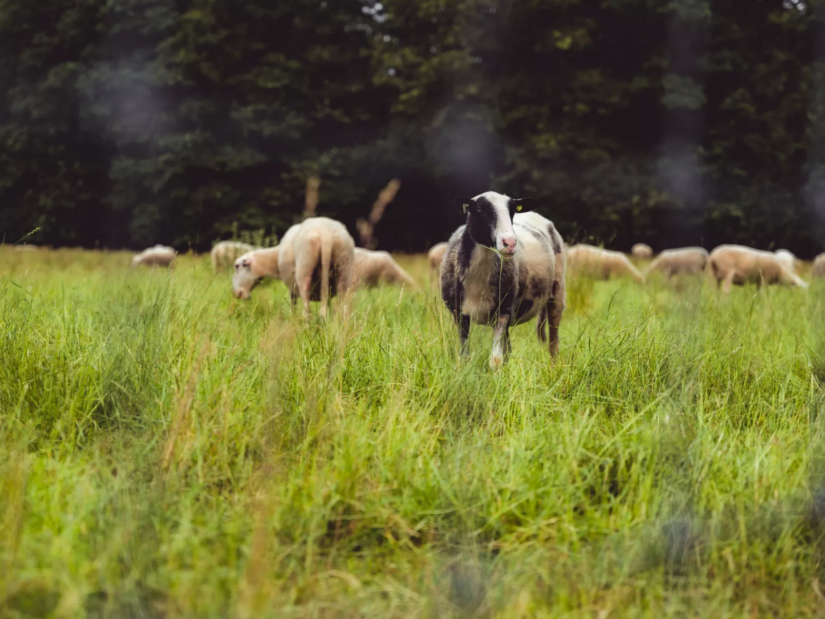 Bospark Lunsbergen - LB 68 - Buiten