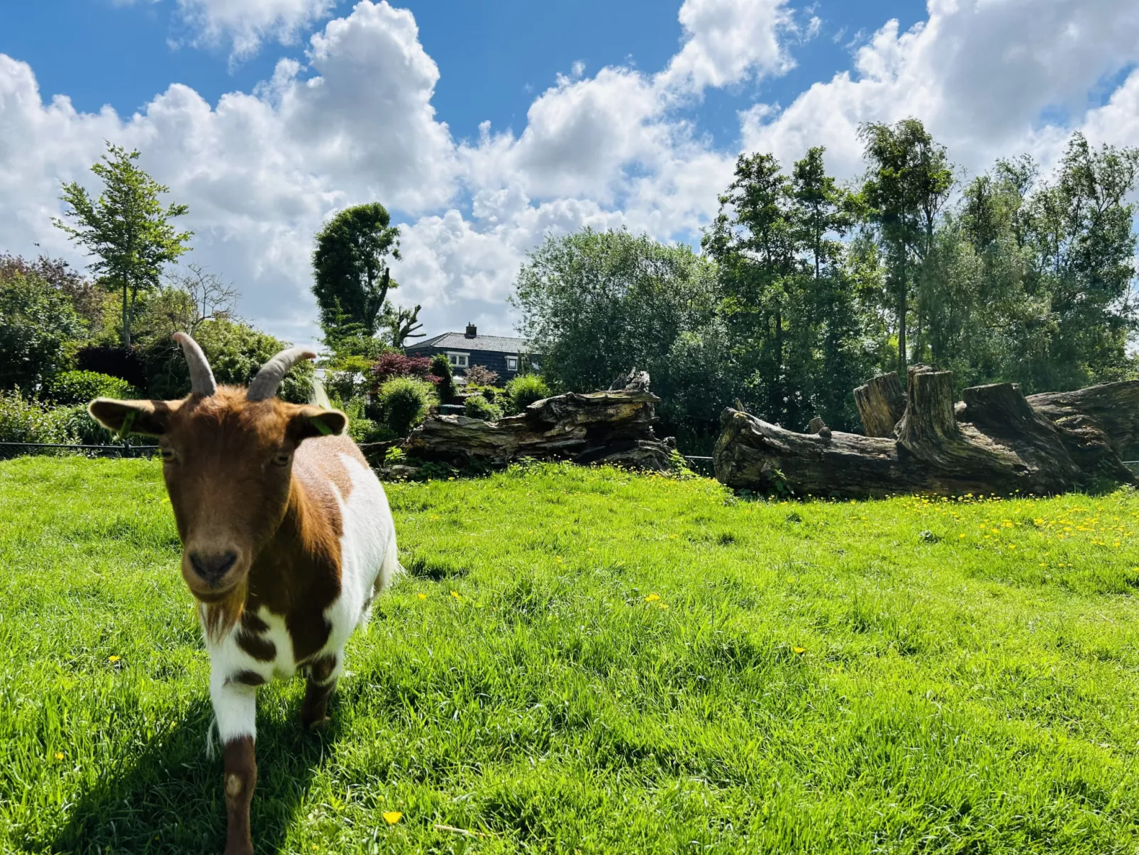 Bungalowpark de Horn - Floresta 214 - Buiten