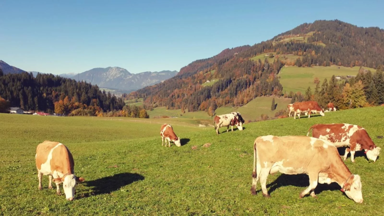 Litzlhof Kraftplatzl-Uitzicht zomer