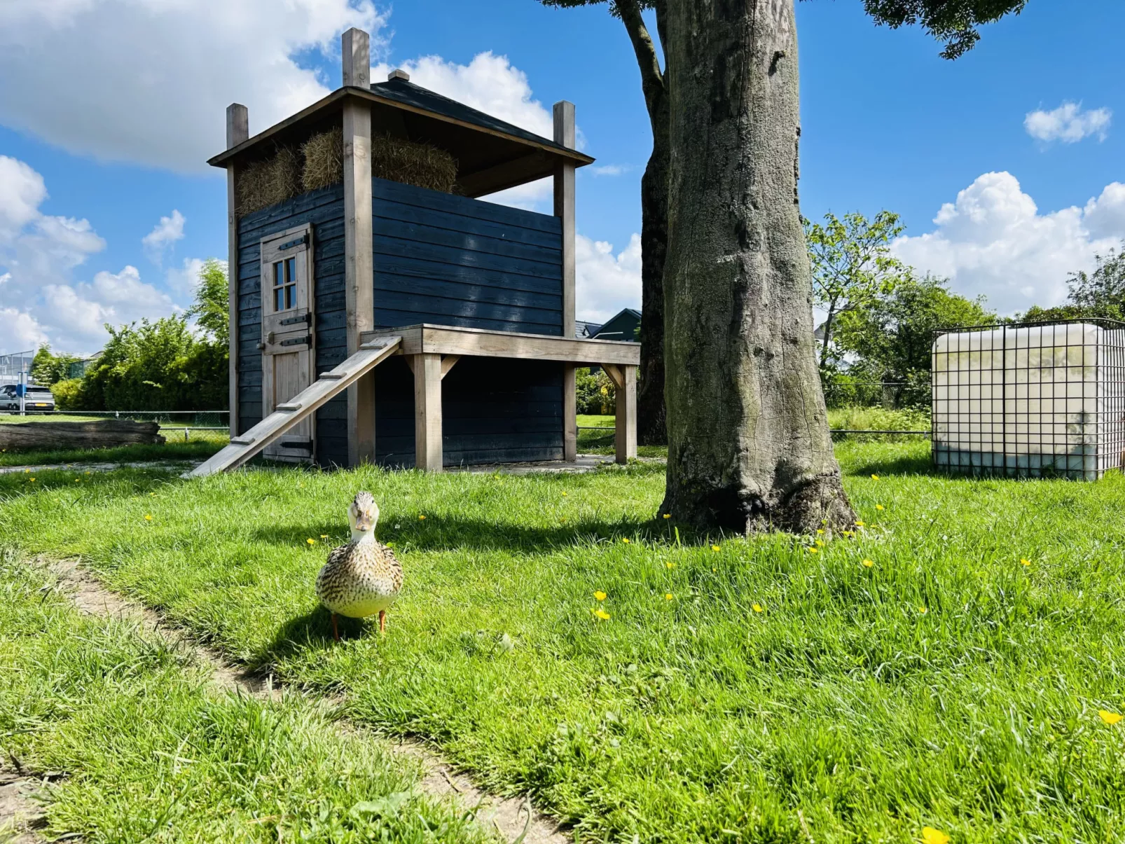 Bungalowpark de Horn - Floresta 215 - Buiten