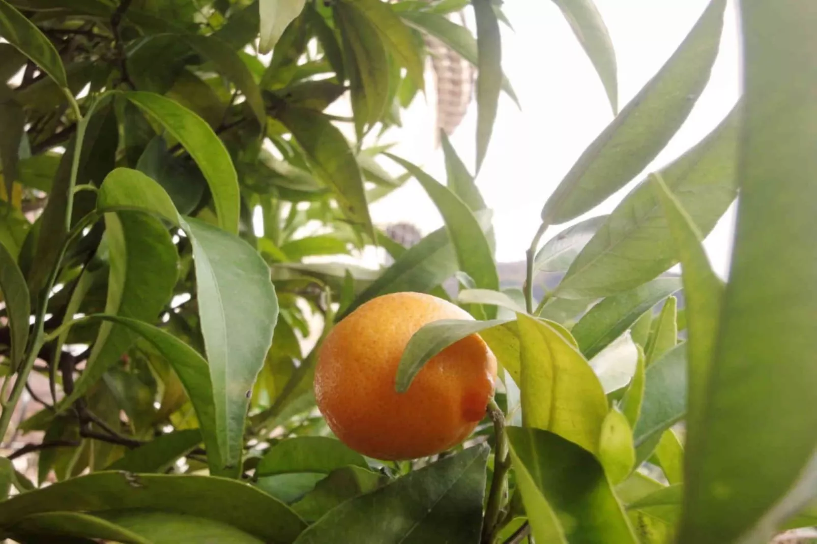 La Maison du Paysan - Sfeer