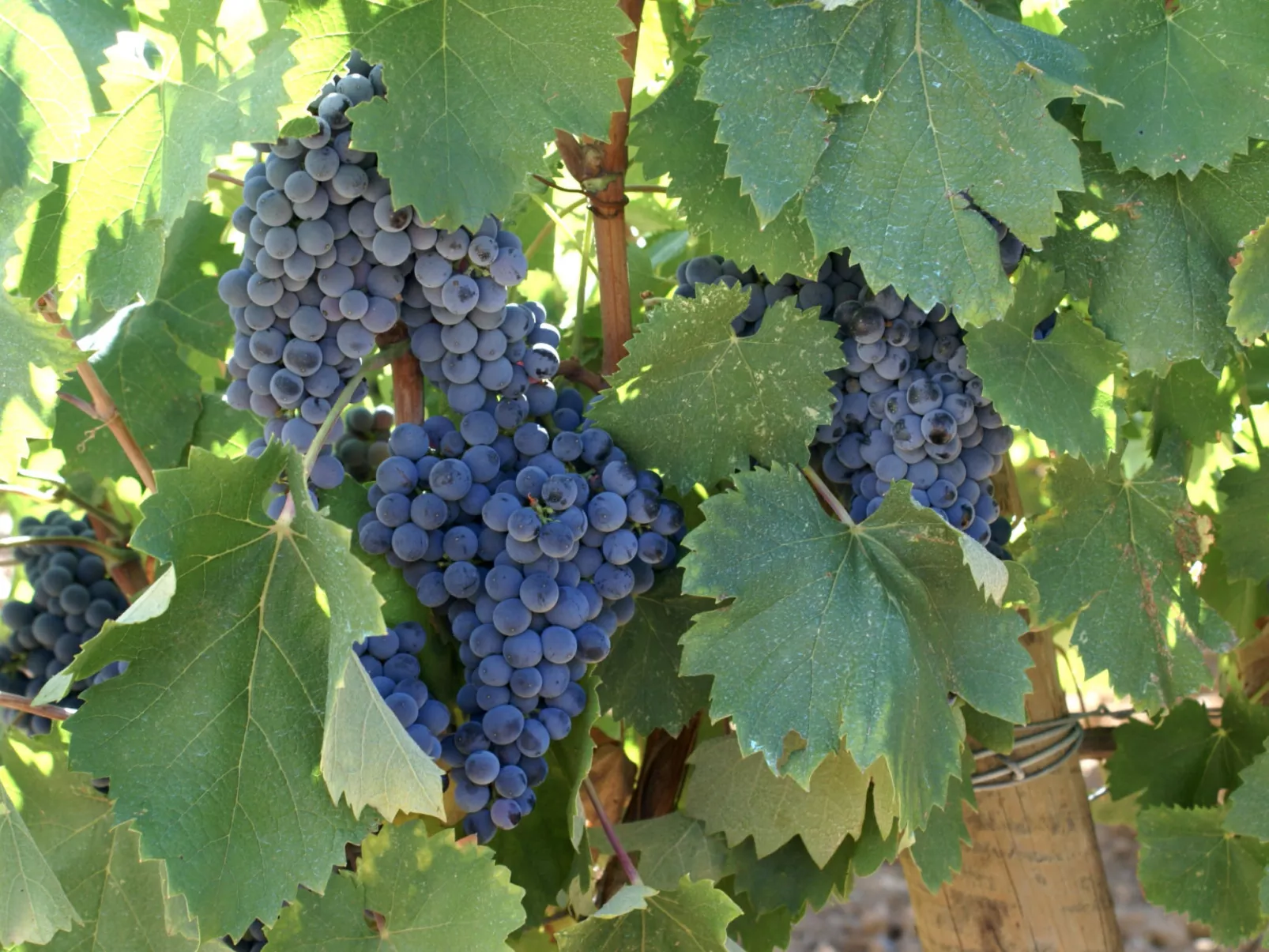 VILLA PINEDE - Buiten