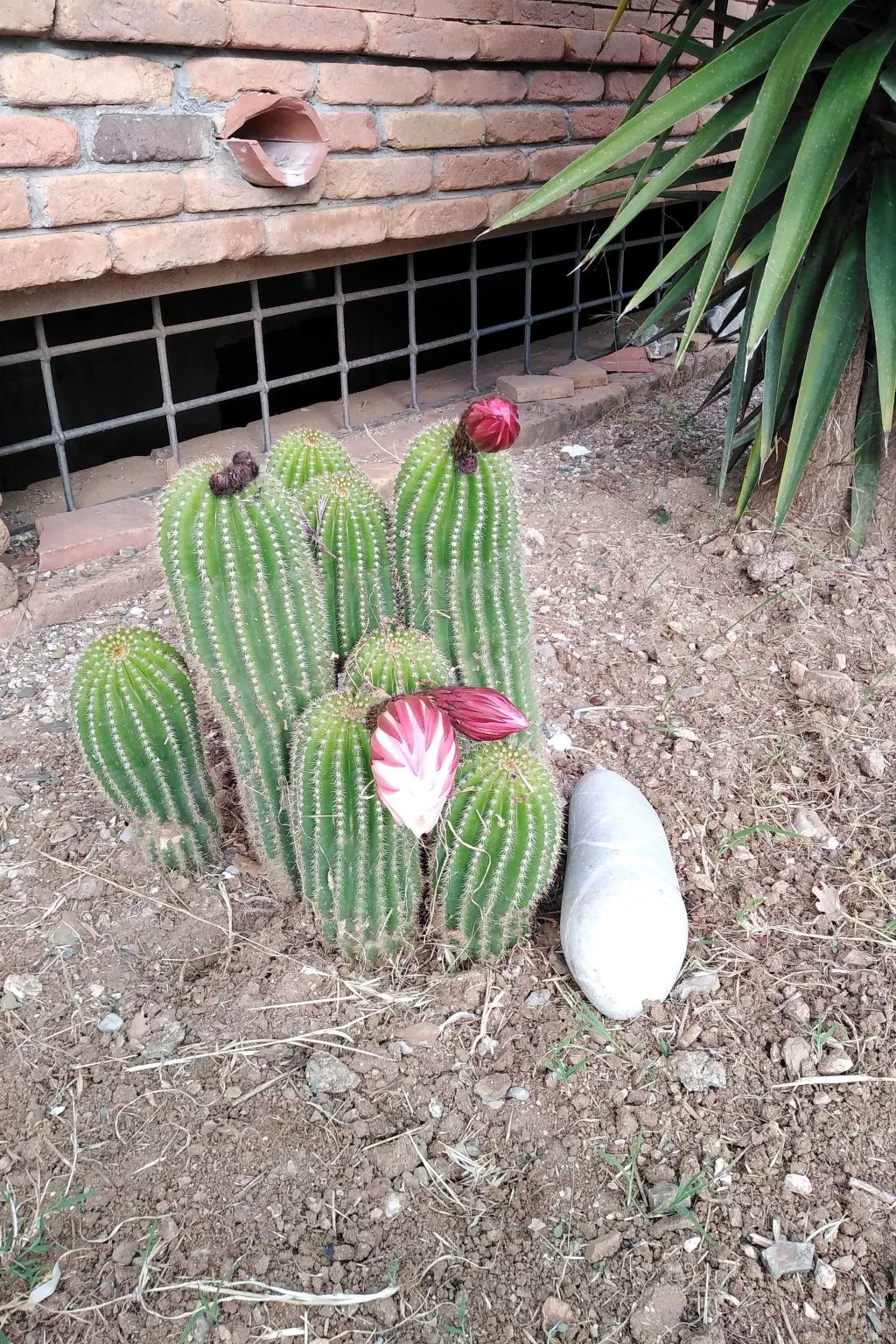 Appartement in Caprioli mit Garten, Terrasse und Grill - Image-tags.info