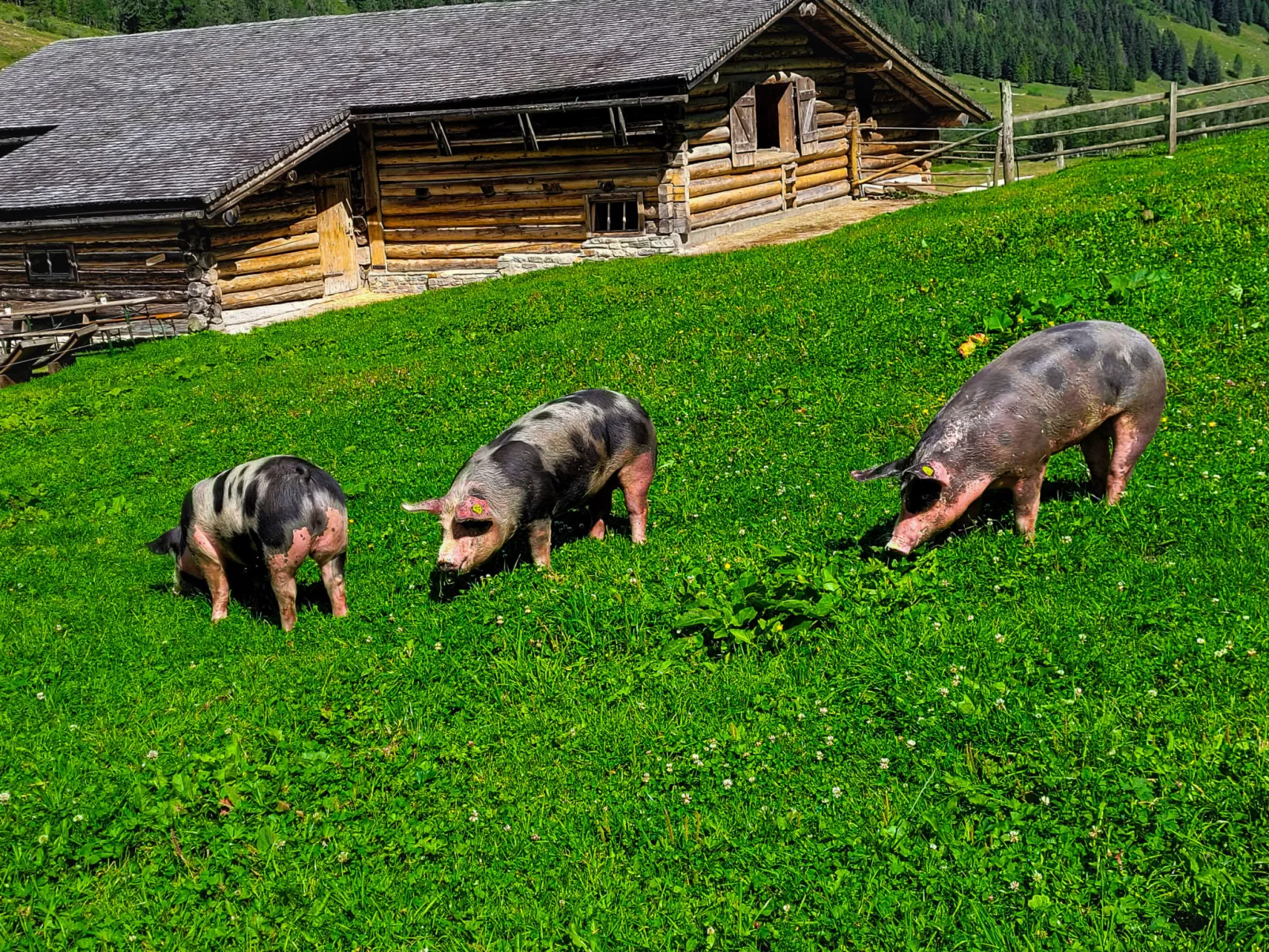 Schönblick - Daniela1 - Buiten