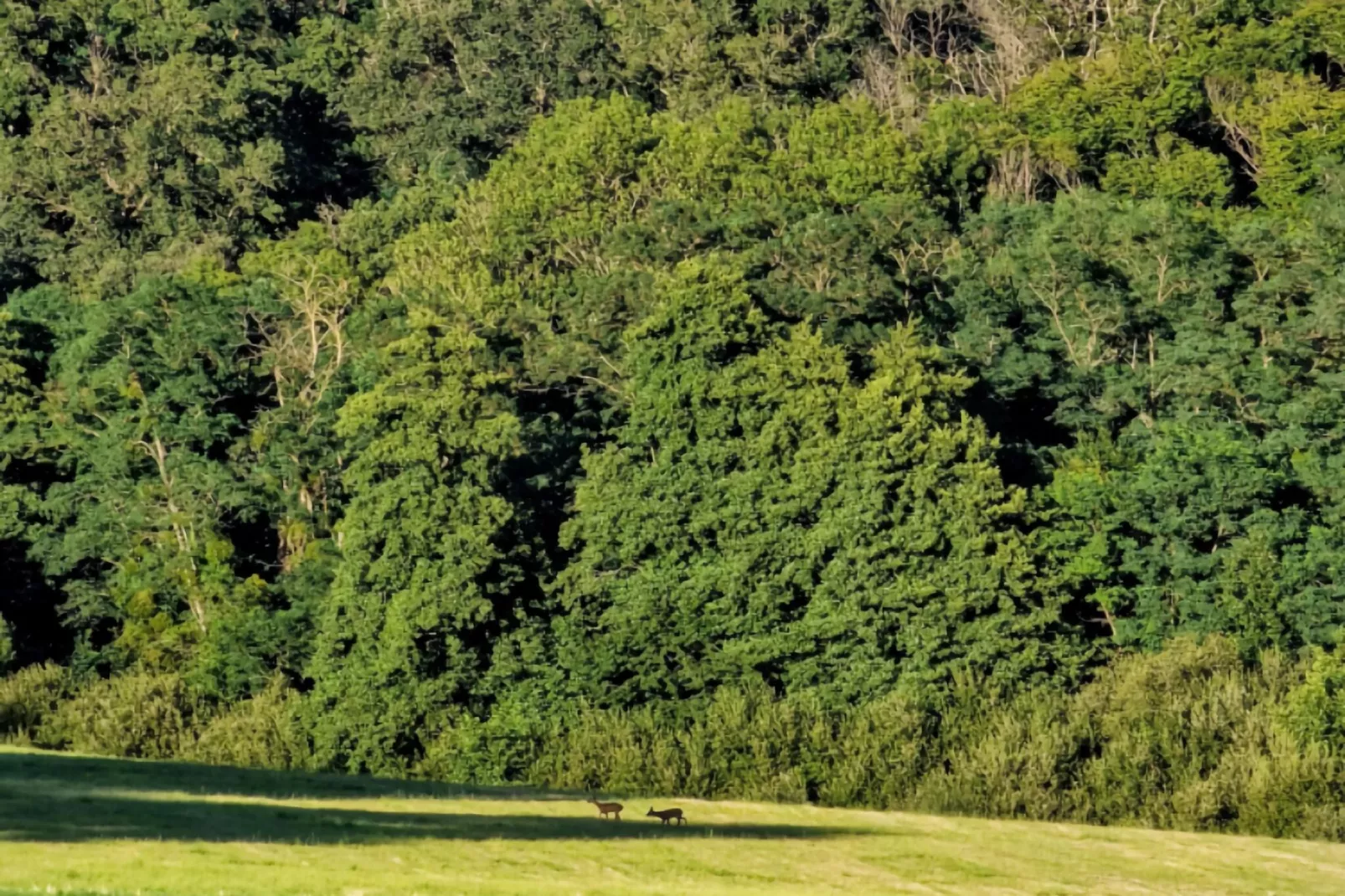 Gite Bourgogne rust & natuur-Gebieden zomer 1km