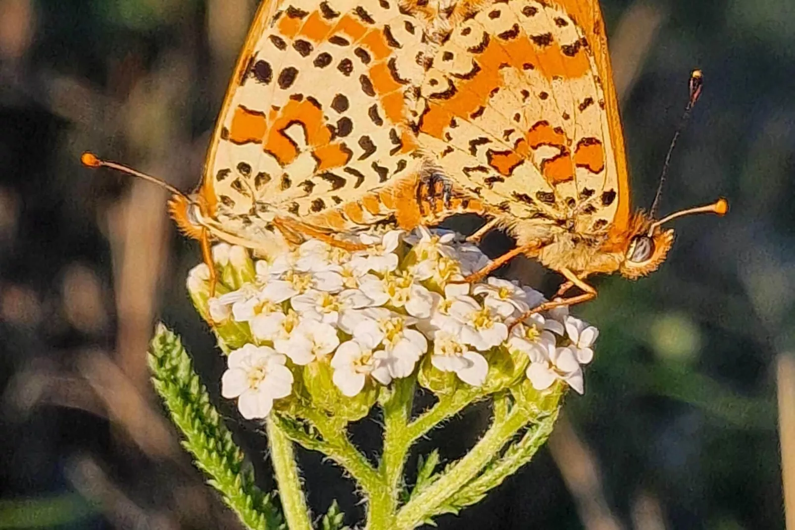 Gite Bourgogne rust & natuur-Sfeer