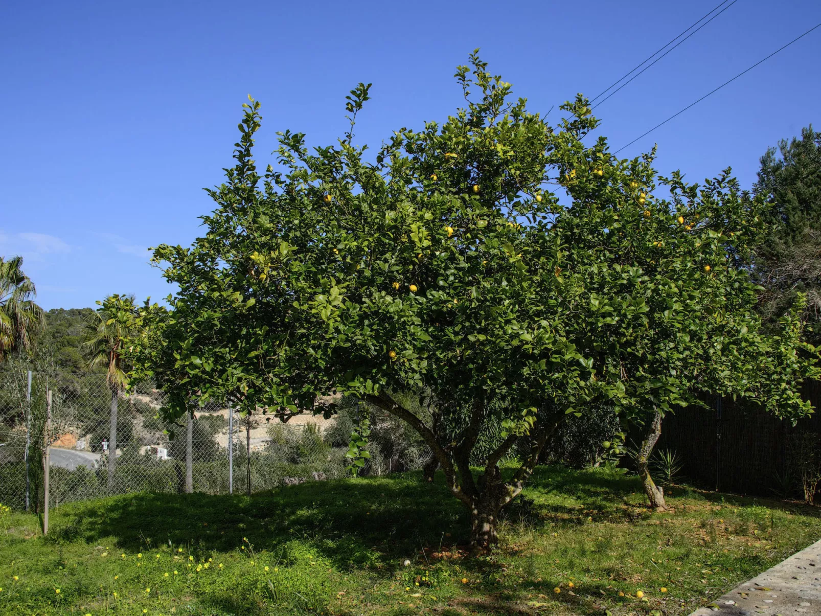 VILLA CAS PUIG - Buiten