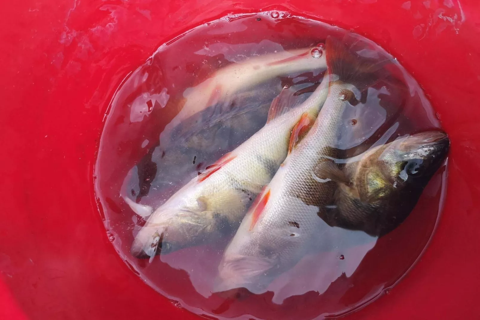 4 sterren vakantie huis in Trollhättan - Buitenlucht