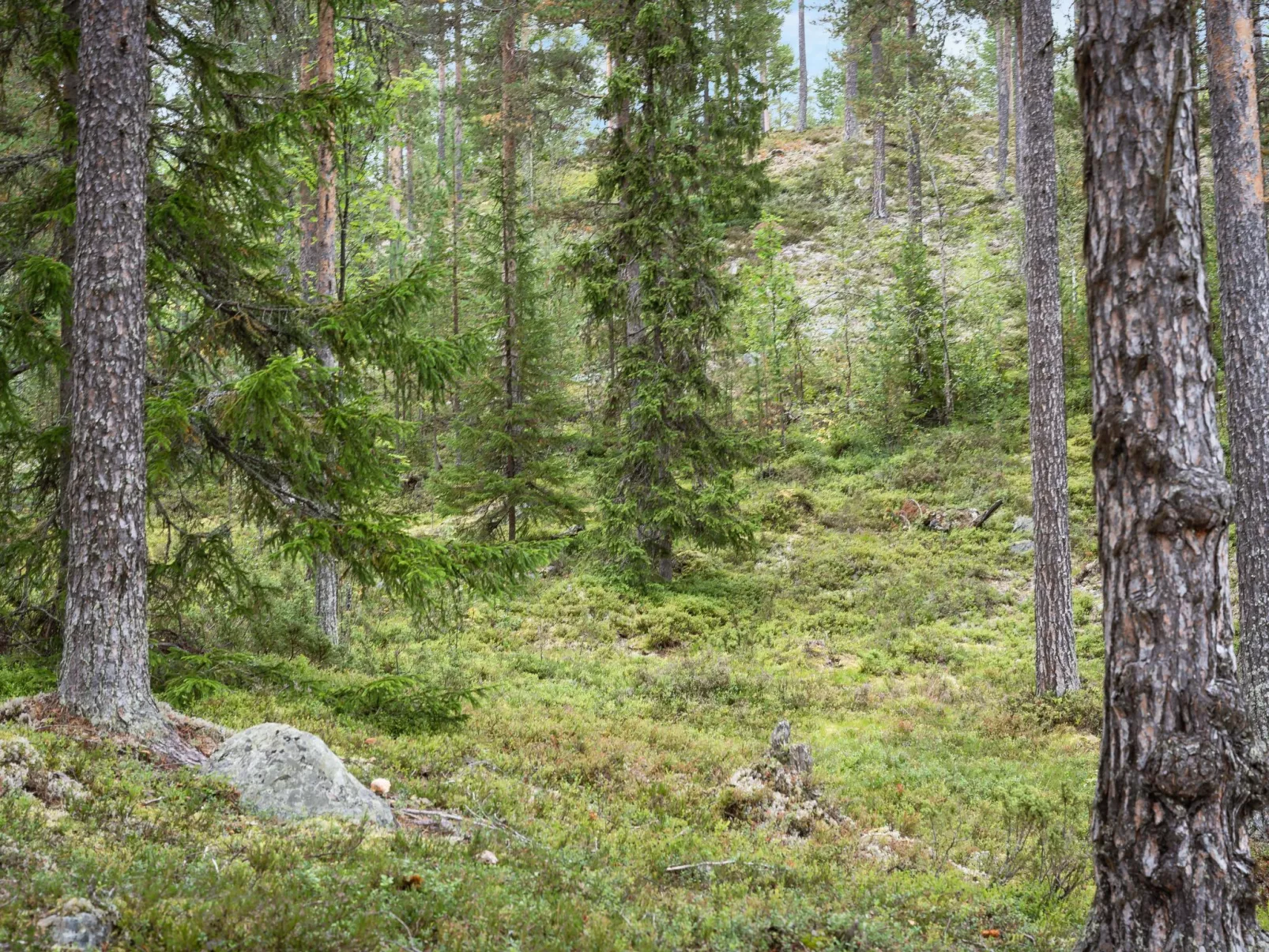 Lofsdalen Furan-Buiten