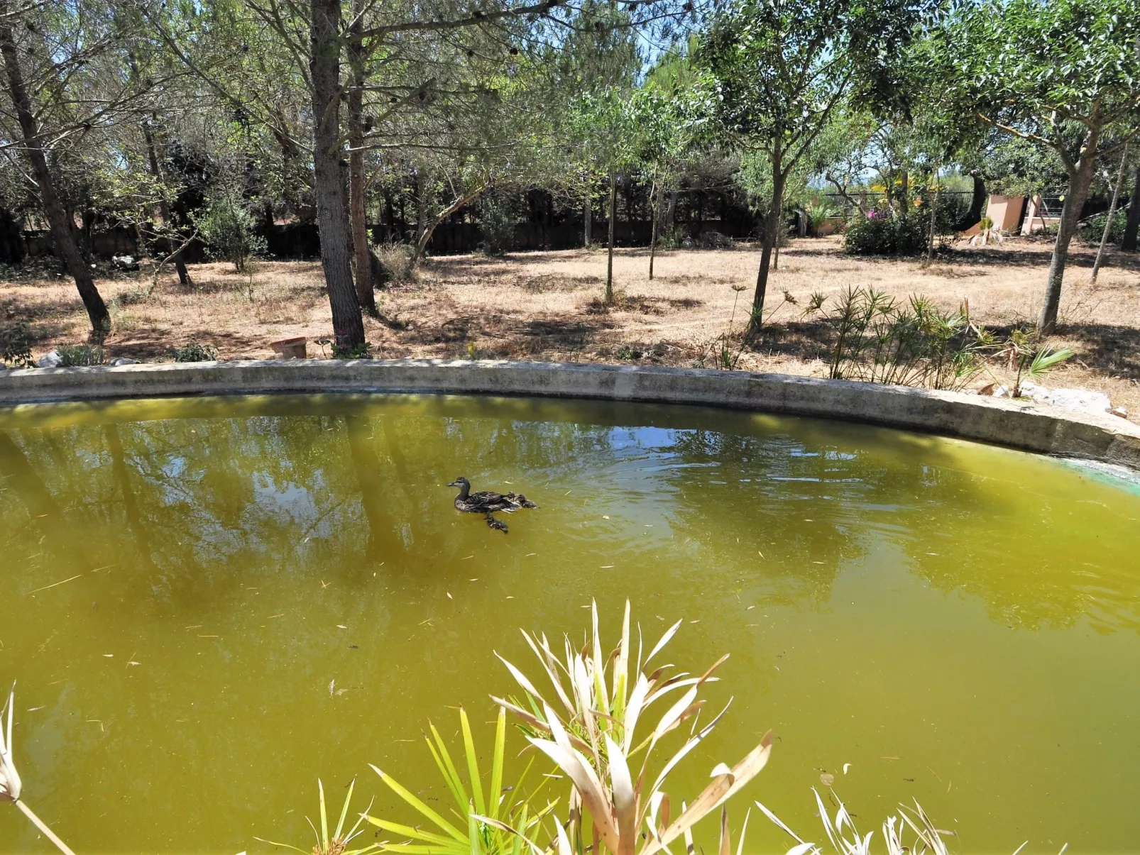 Villa con piscina y pista de tenis privada ideal para familias.  - WiFi Gratis - Buiten