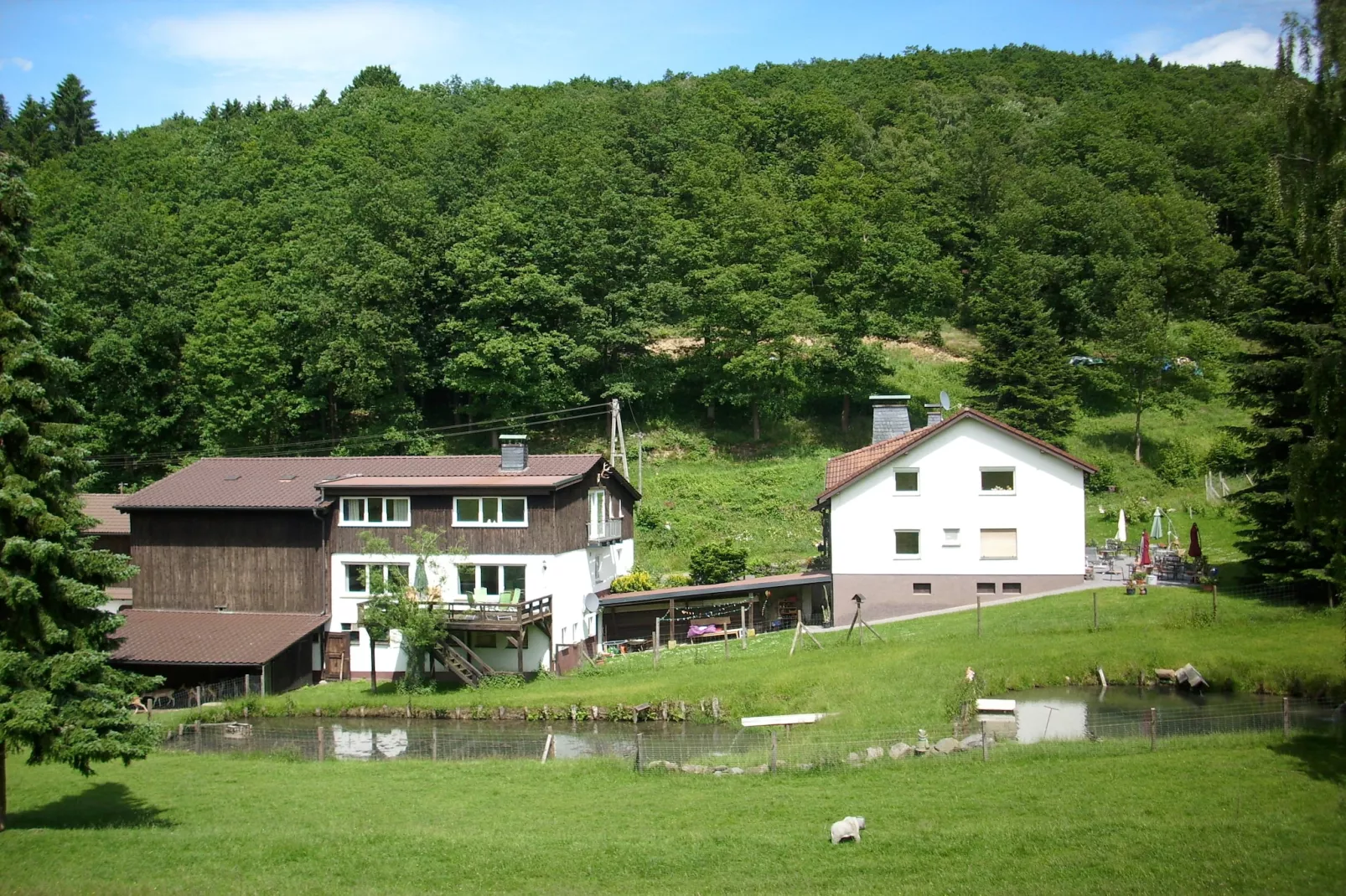 Am Damwildgehege