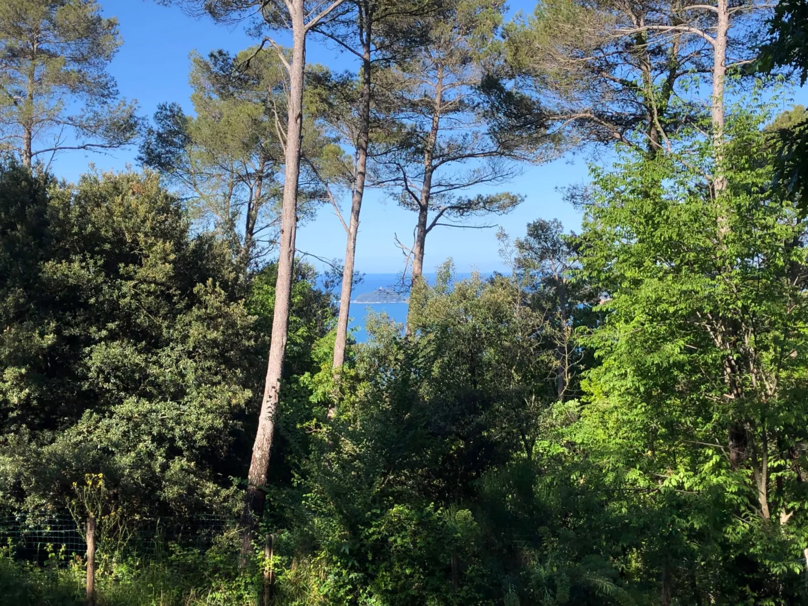 Kirschbäume, eine Oase im Wald zwischen Meer und Natur - Buiten