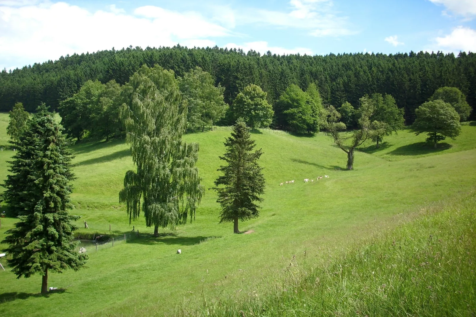 Am Damwildgehege