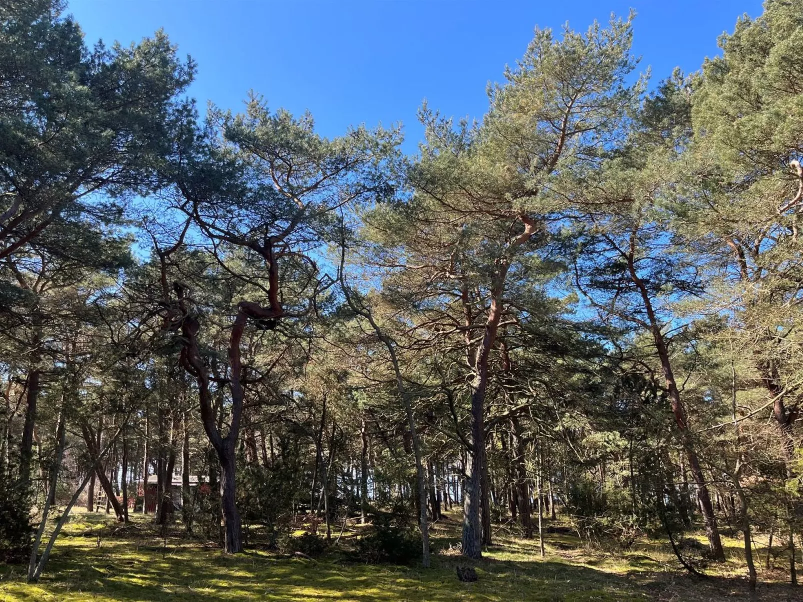 "Ermelina" - 150m from the sea - Buiten