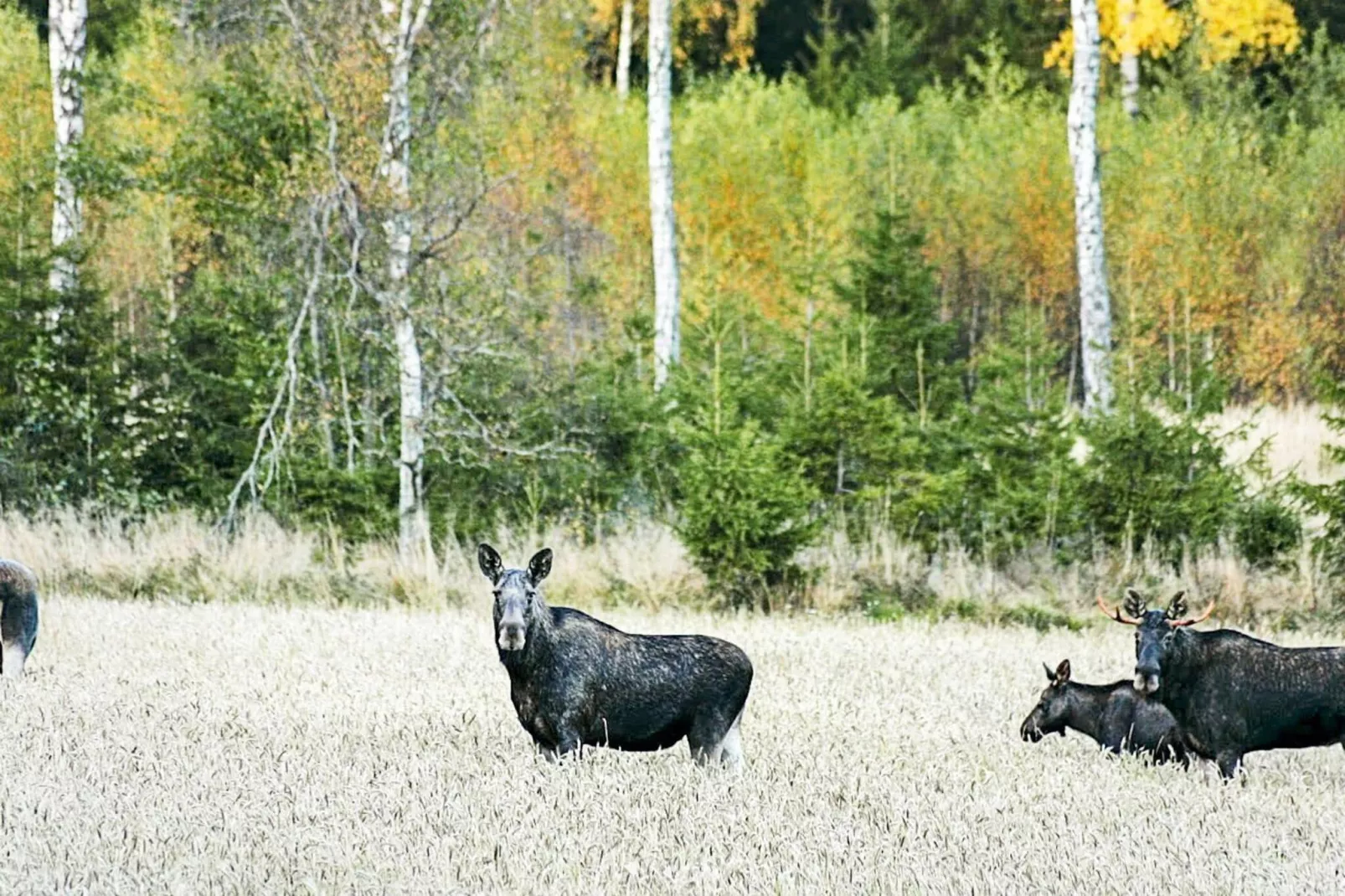 6 persoons vakantie huis in HÅCKSVIK-Buitenlucht