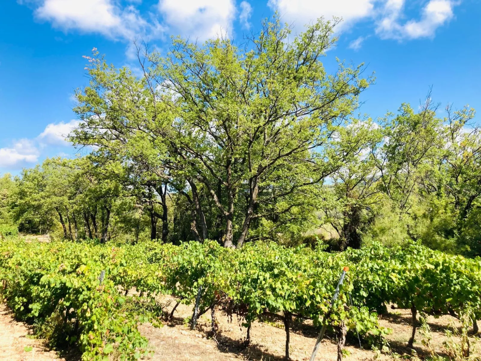 Domaine du Dragon-Buiten
