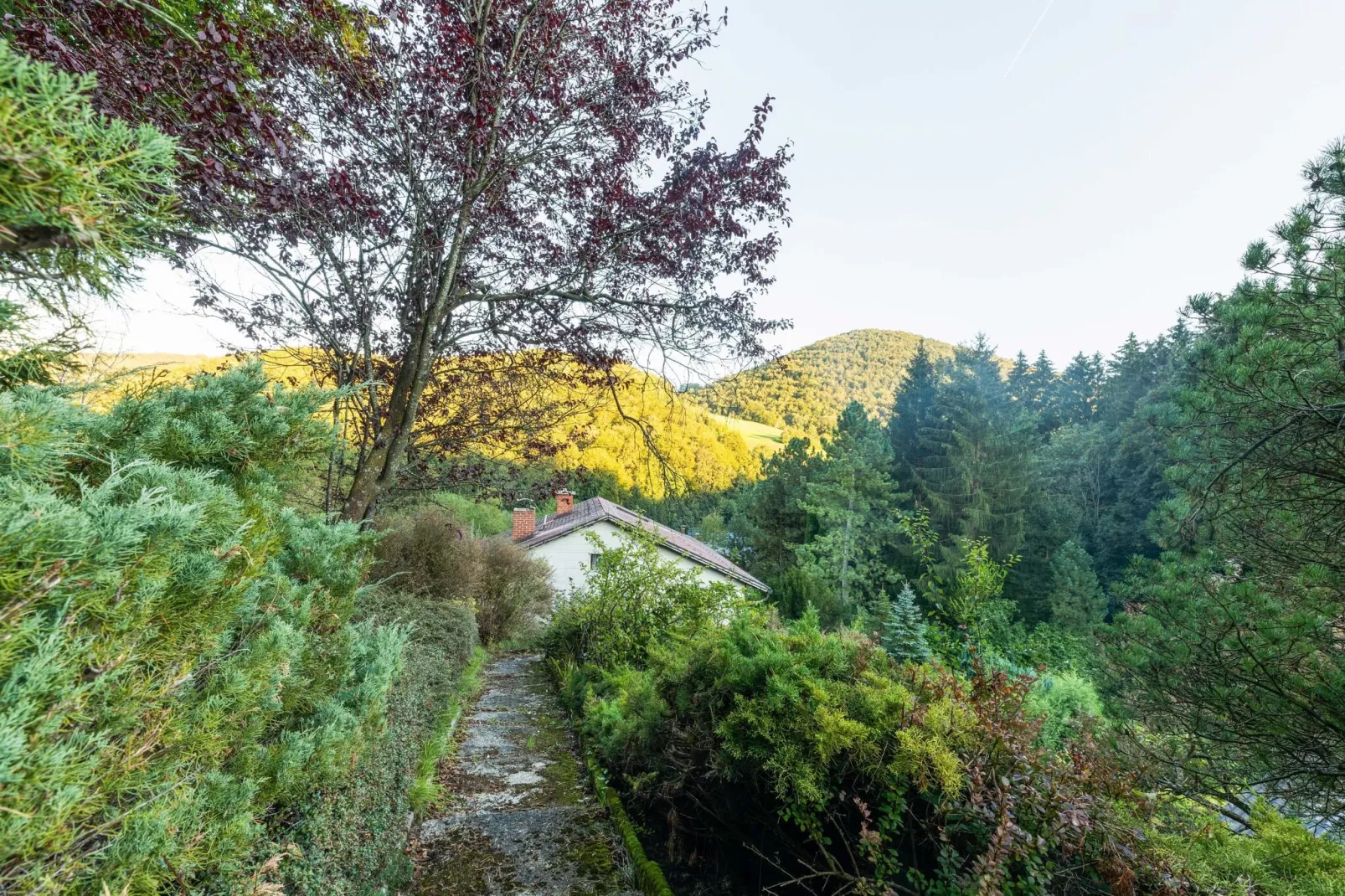 Bungalow Wienerwald-Uitzicht zomer