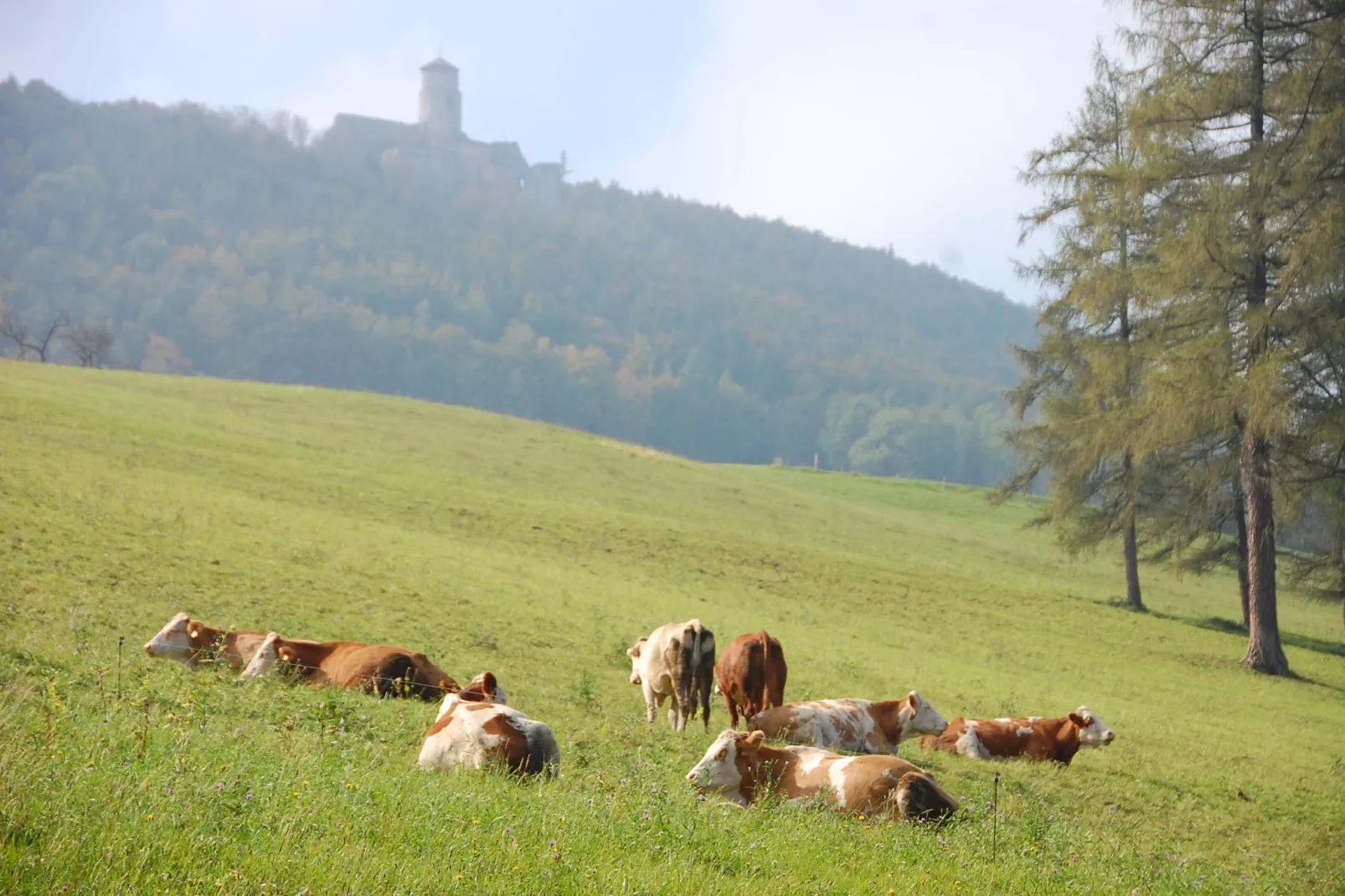 Bungalow Wienerwald-Gebieden zomer 20km