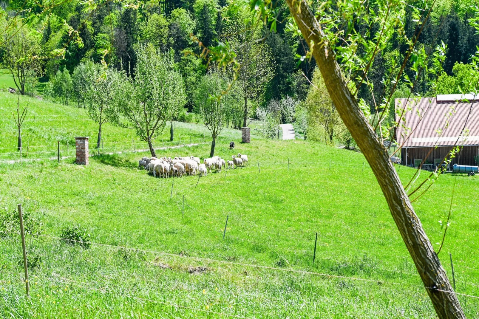 Farmhouse Apartment Scheibbs-Tuinen zomer