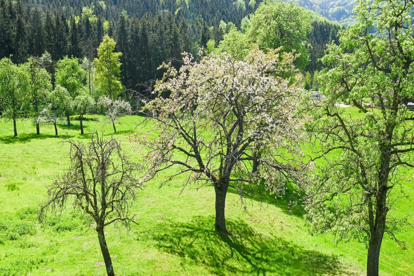 Farmhouse Apartment Scheibbs-Gebieden zomer 1km