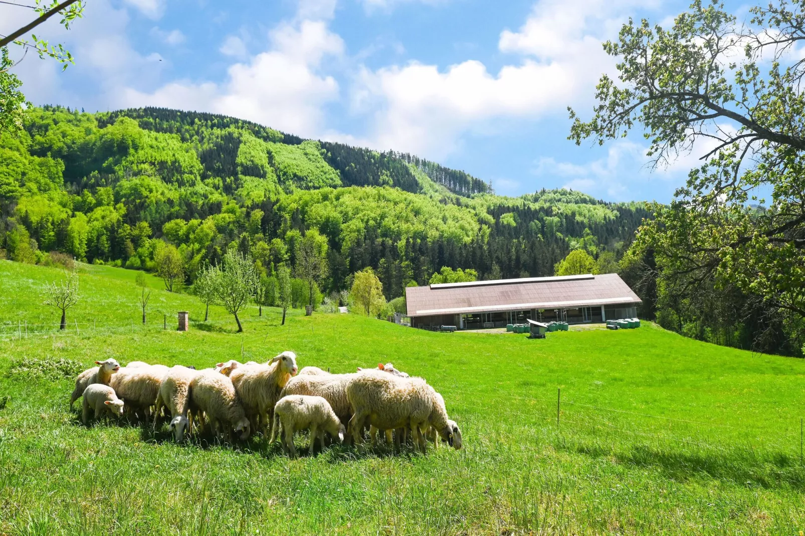 Farmhouse Apartment Scheibbs-Gebieden zomer 1km