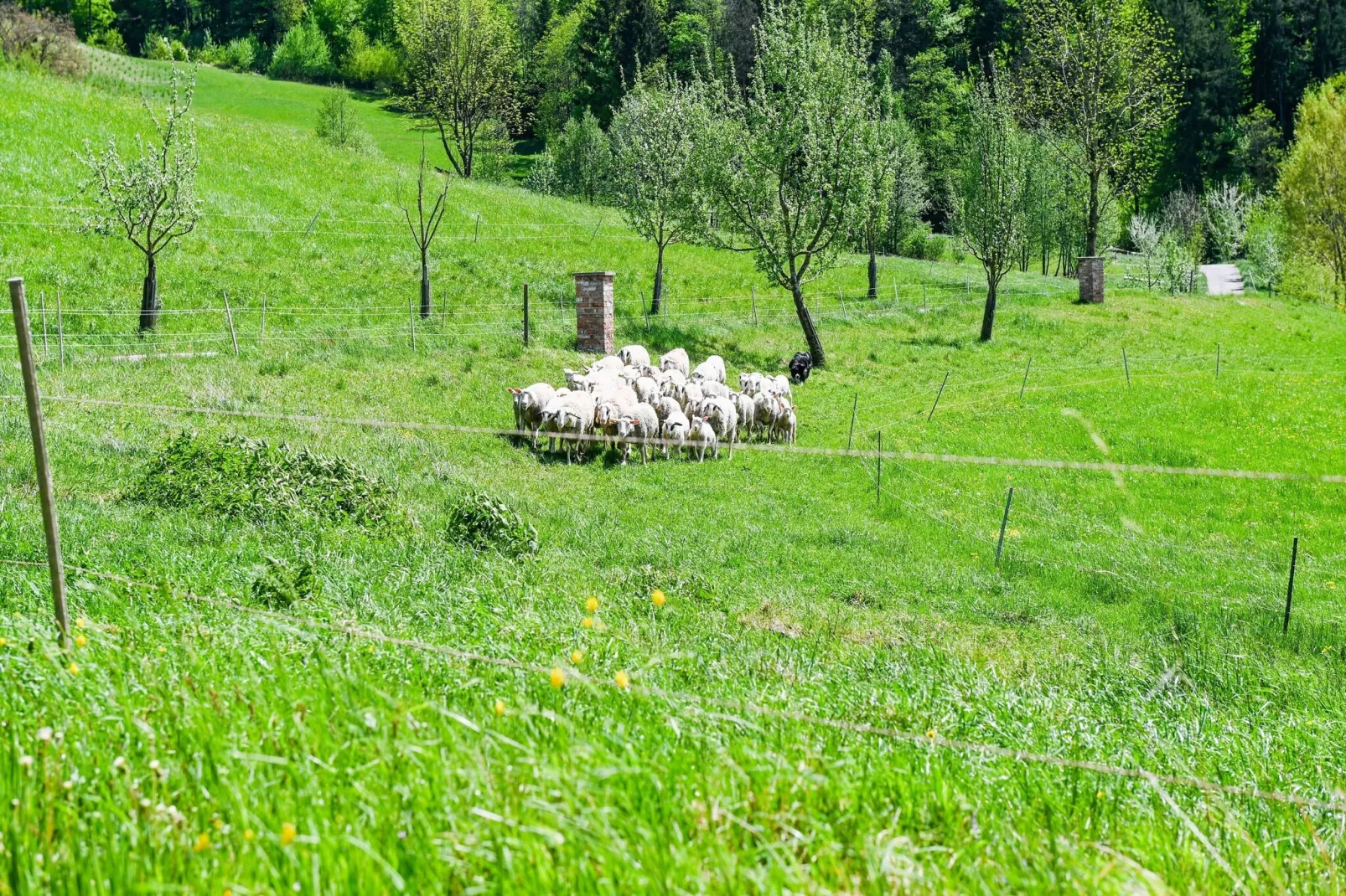 Farmhouse Apartment Scheibbs-Gebieden zomer 1km