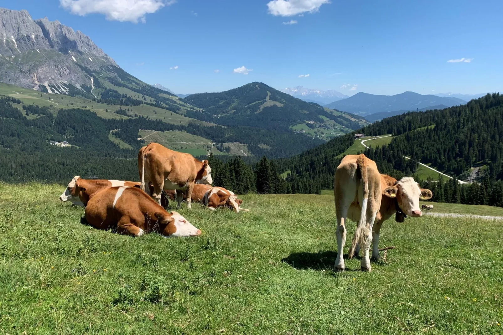 Chalet Lindelodge-Gebieden zomer 1km