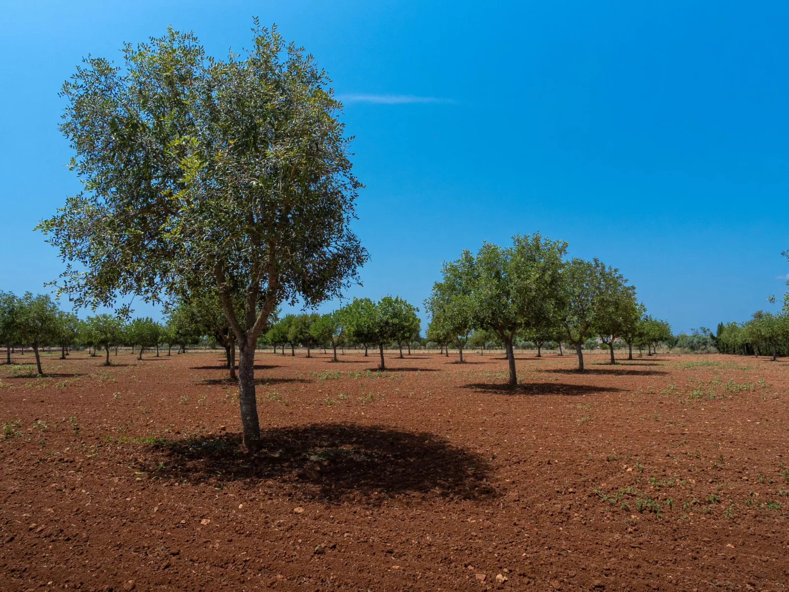 Son Viquet-Buiten