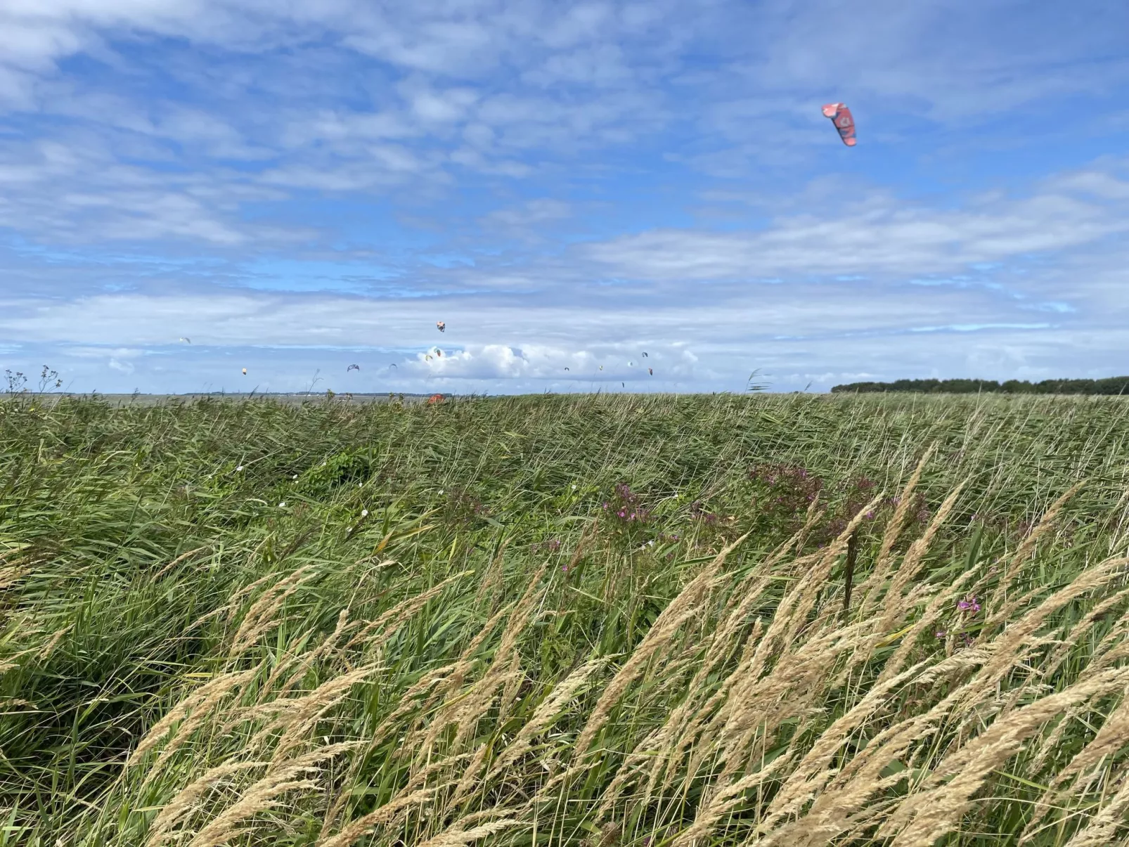 Pusteblume-Omgeving