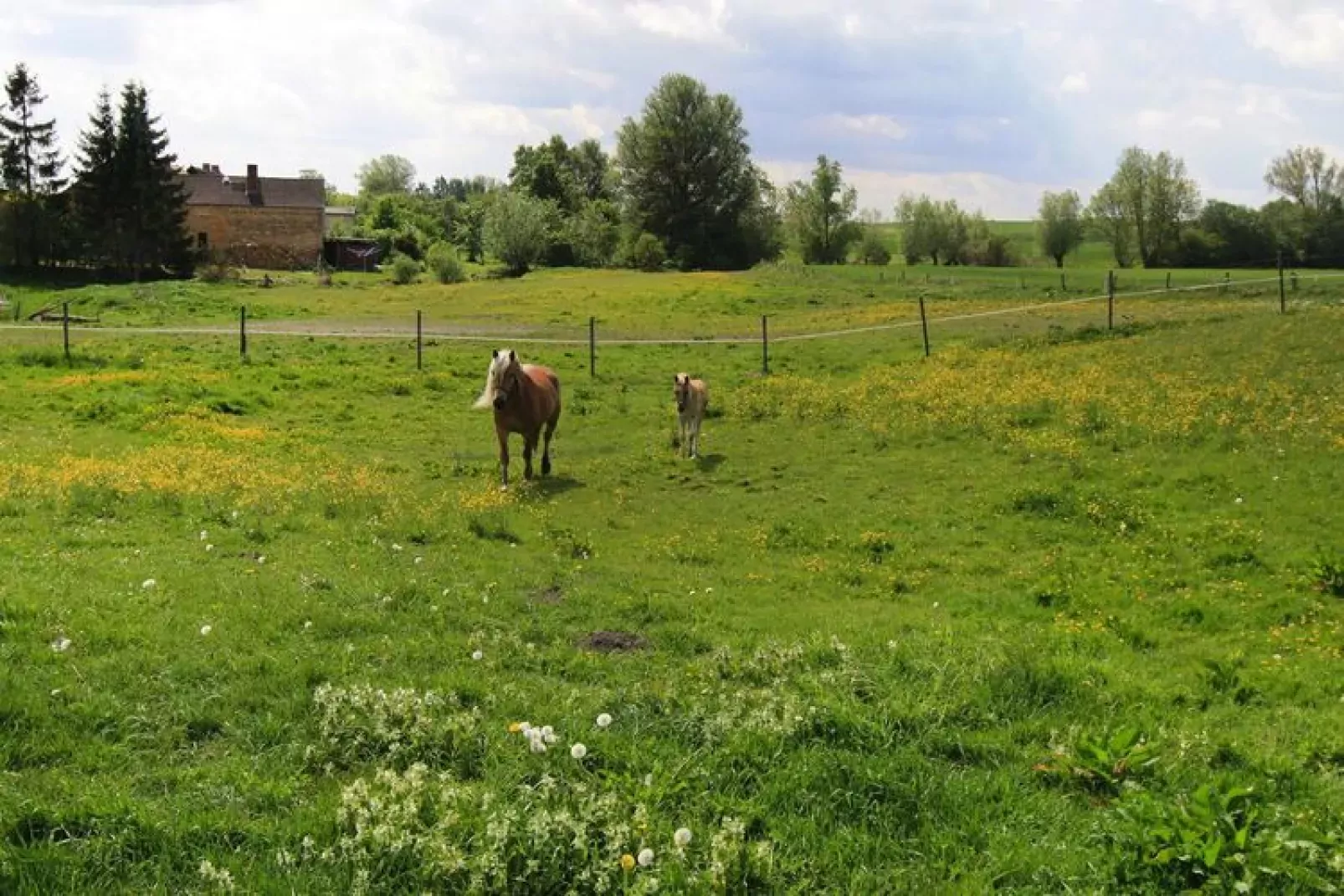 Ferienhaus 110 qm-Tuinen zomer