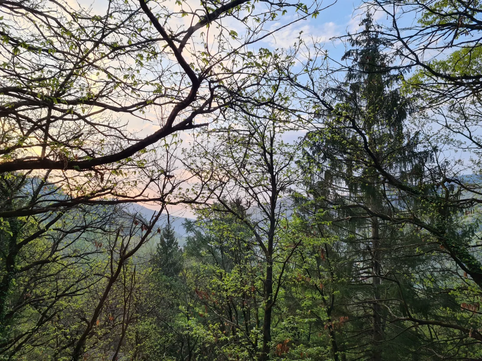 Bosco della Bella 6-Buiten