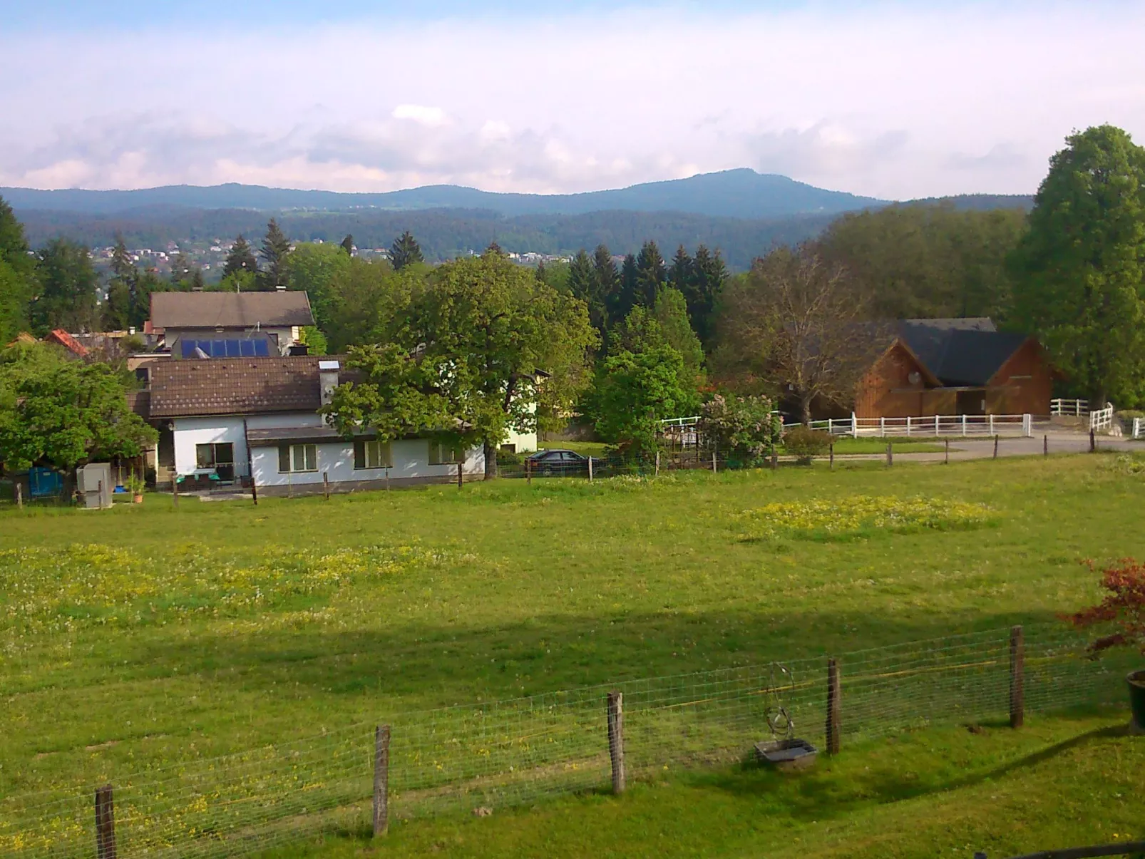 Sonnenblume-Buiten