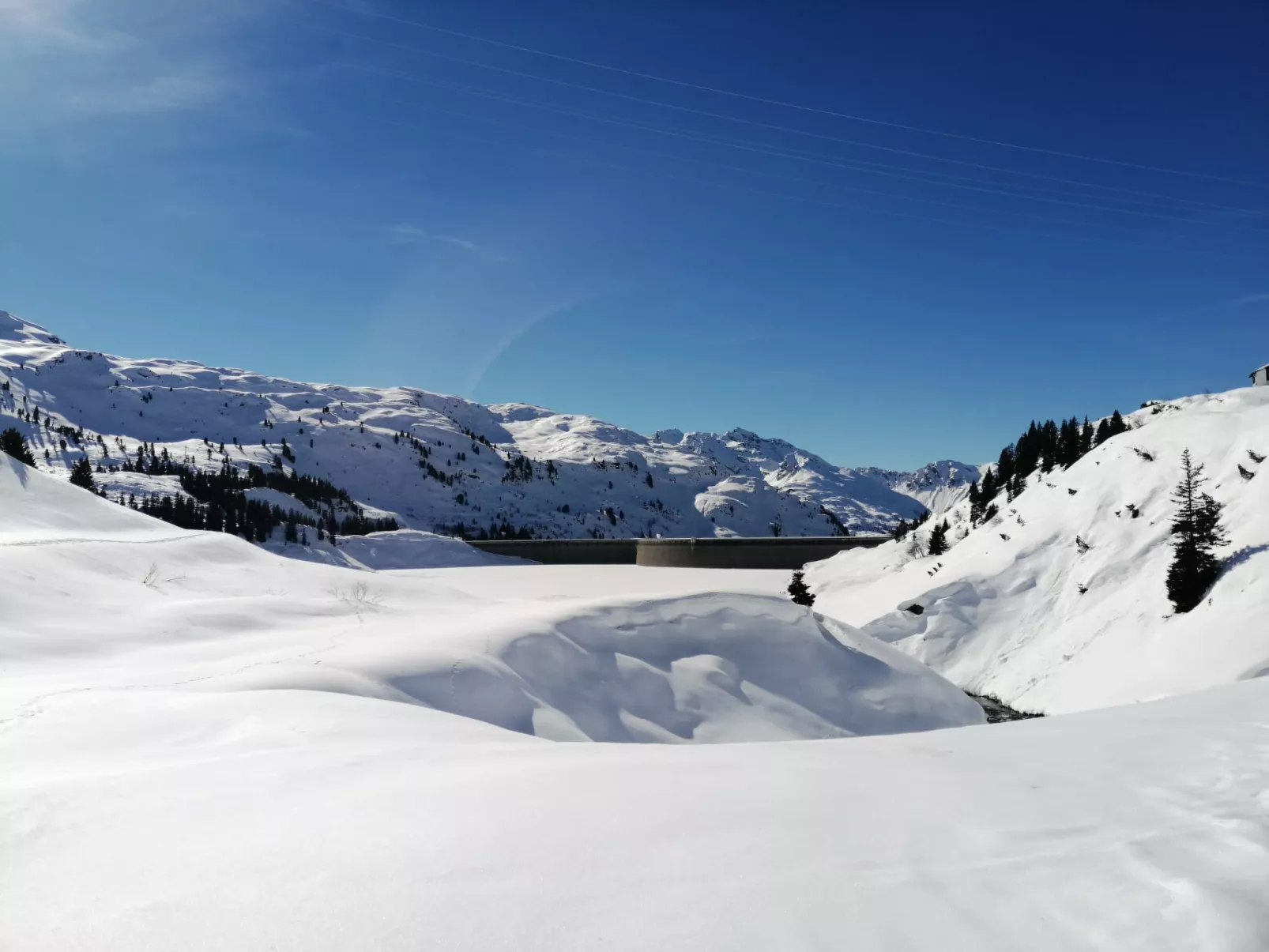 Enzian / Zürcher-Omgeving