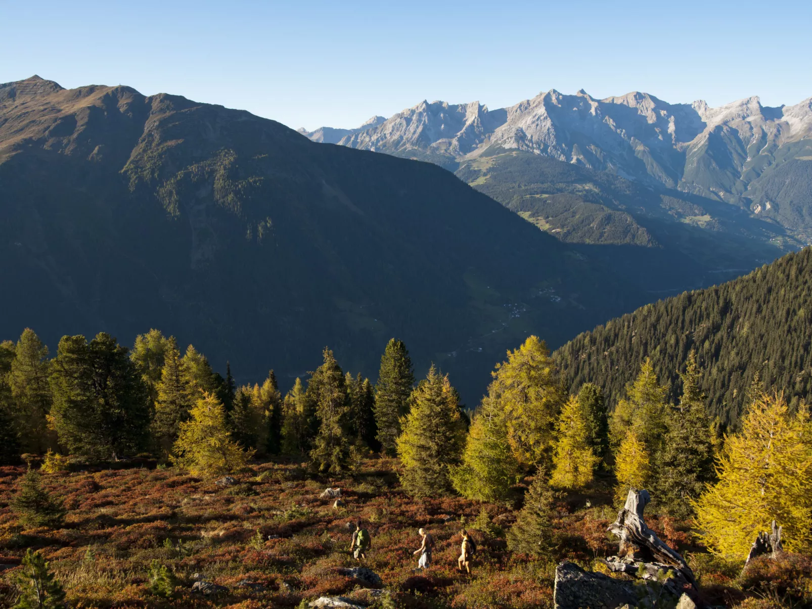 Alpenschnucke Home-Omgeving