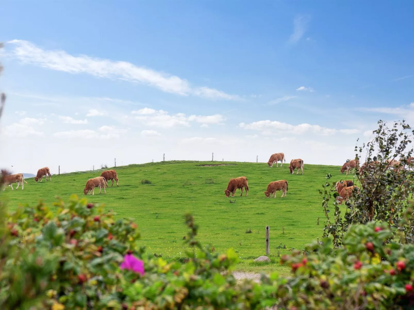 "Enwald" - 275m from the sea-Buiten