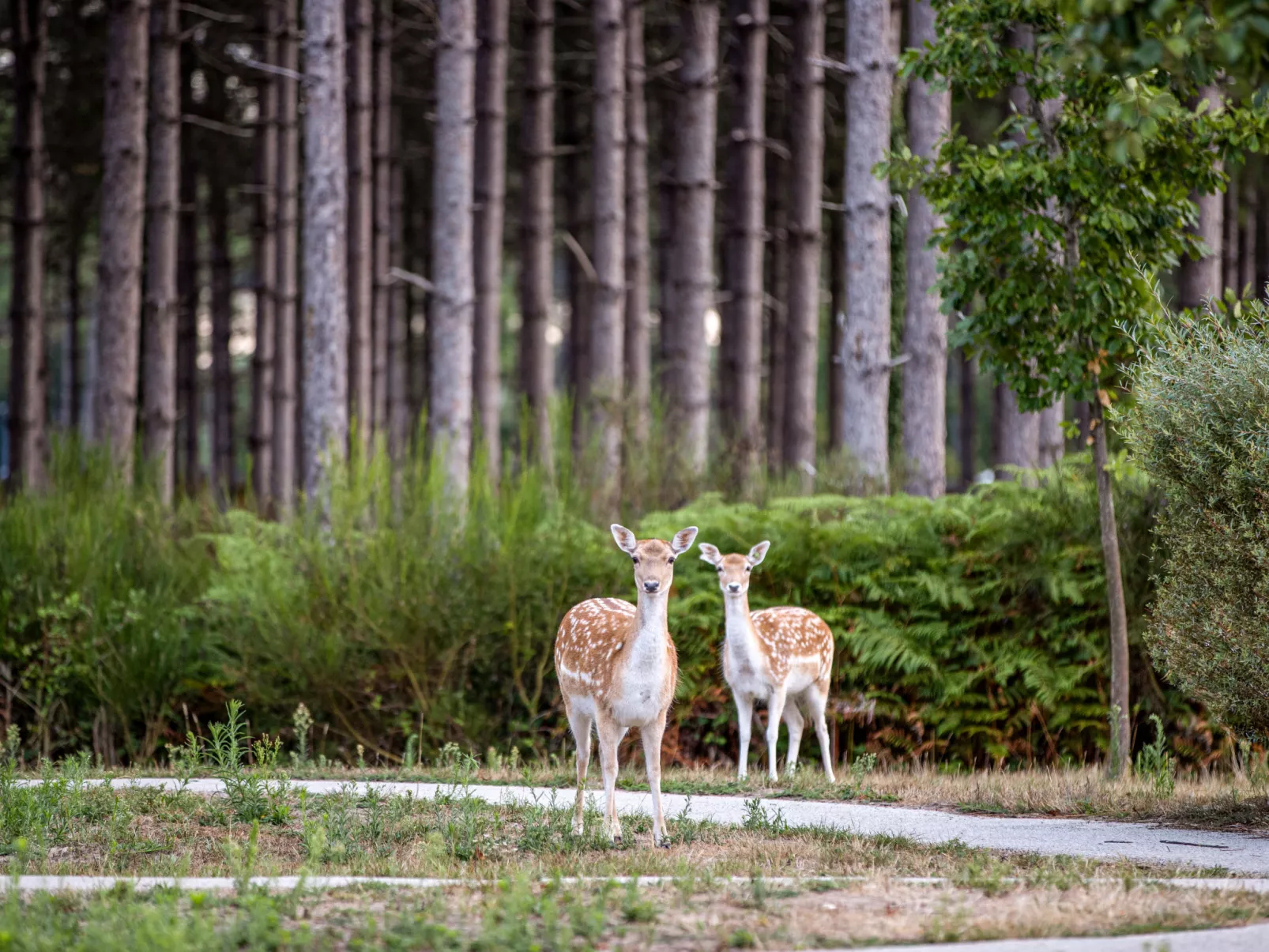 Park Le Bois aux Daims-Buiten