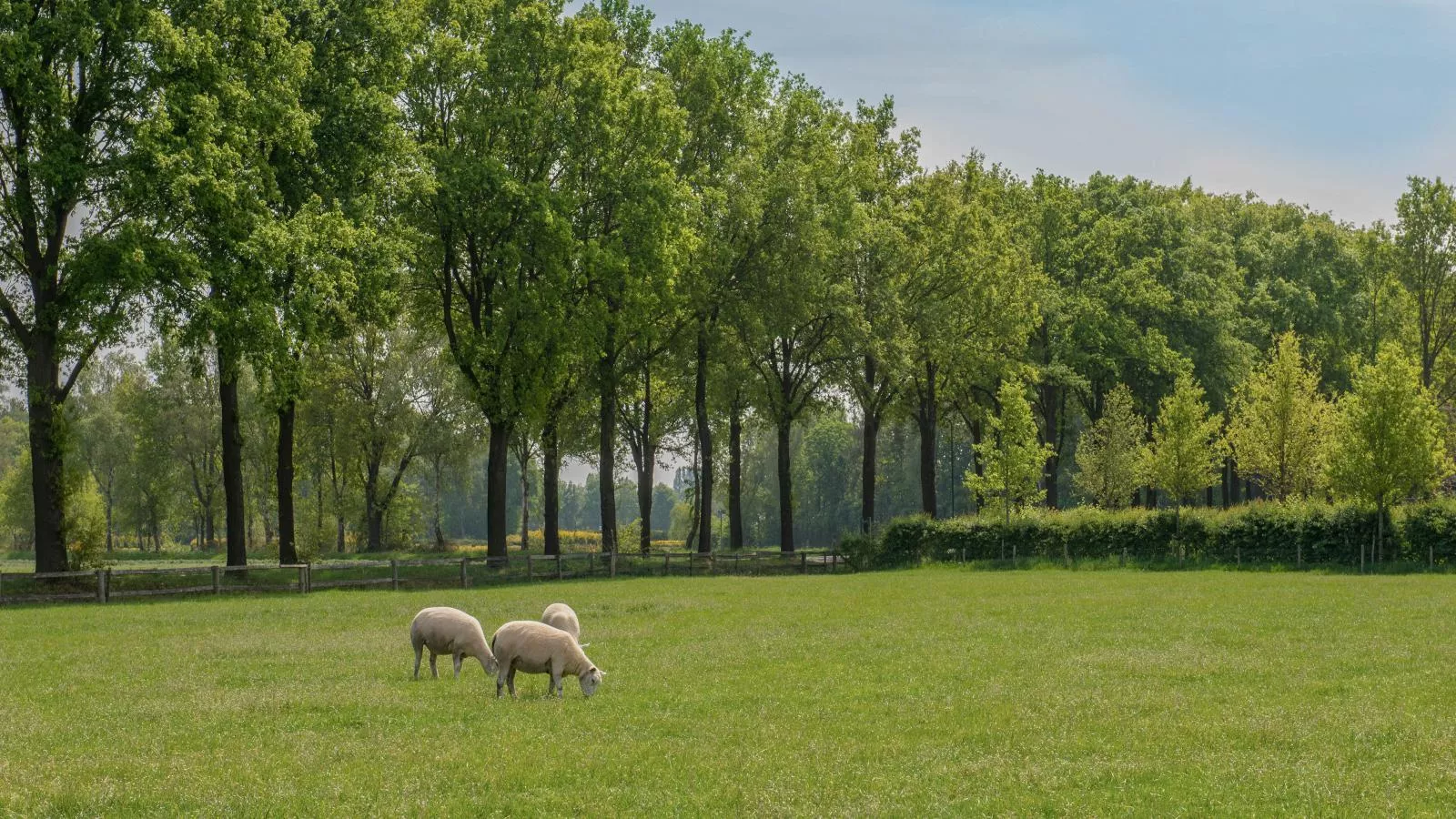 Meidoornhoeve-Gebieden zomer 1km