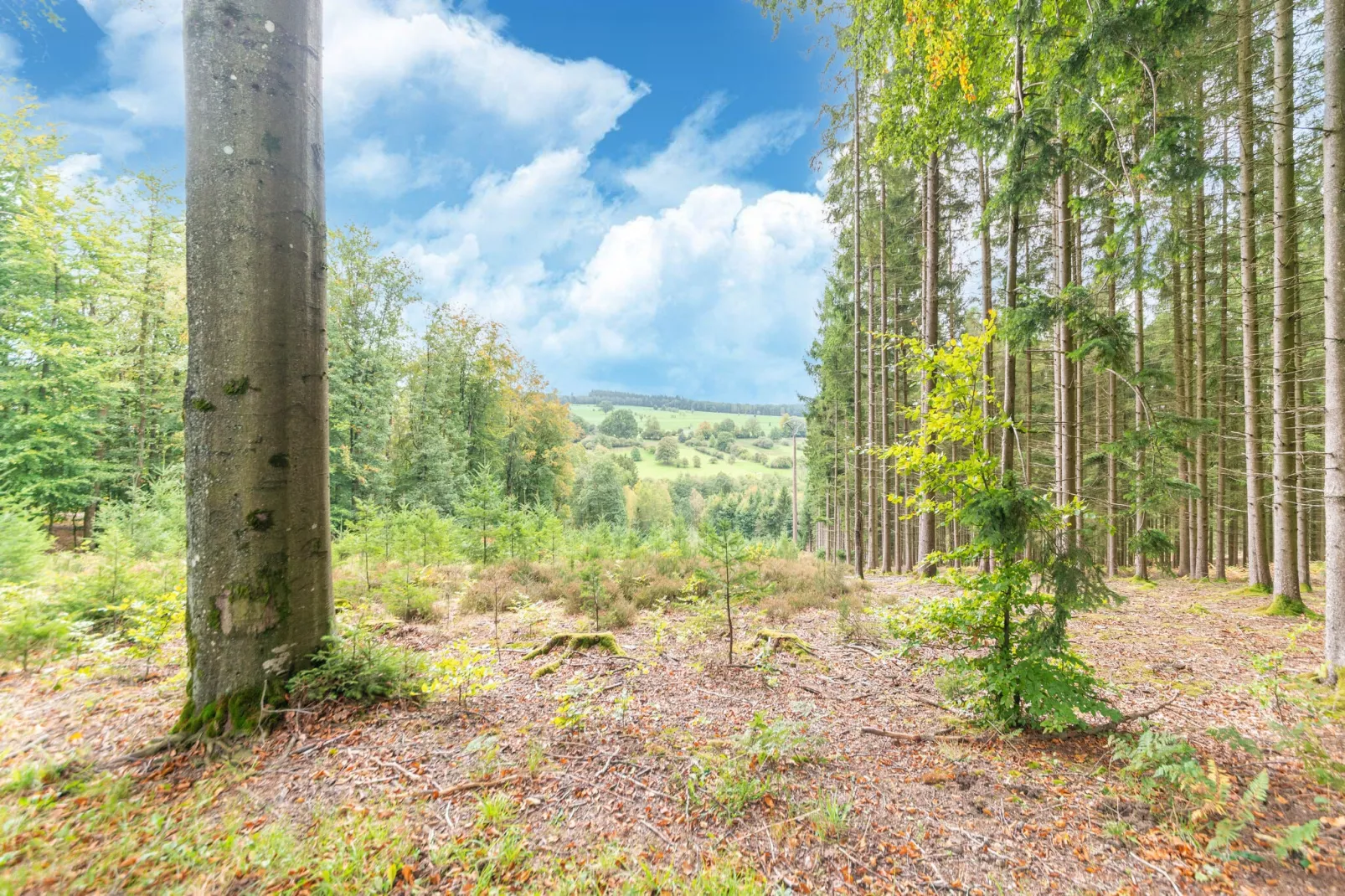 Magnifique studio pour 4 adultes avec Sauna-Gebieden zomer 5km