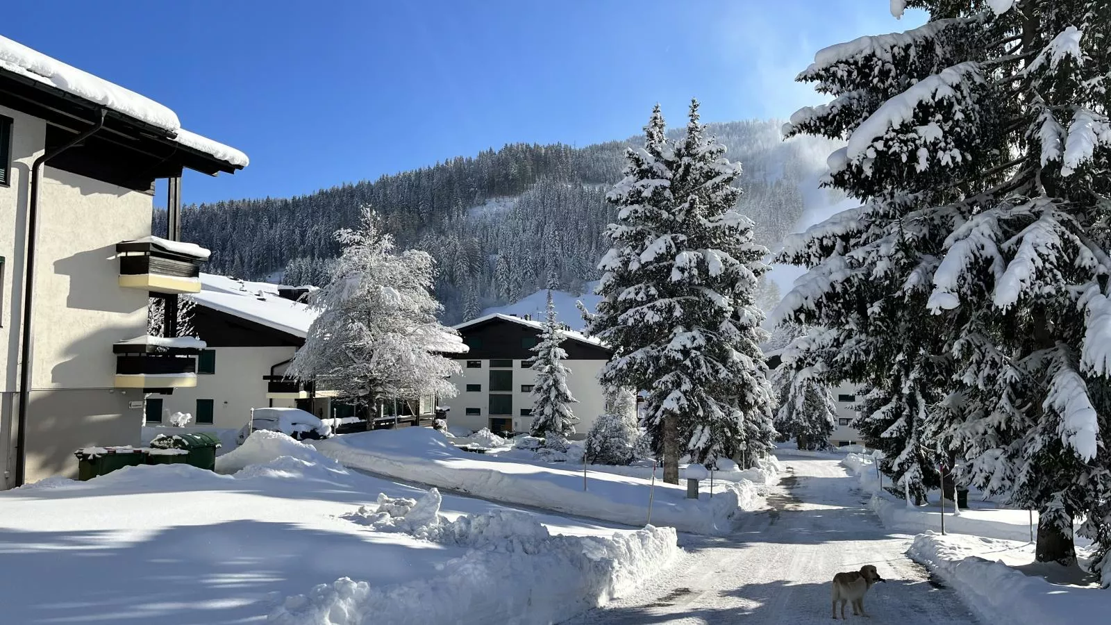 Jungfrau-Gebied winter 1km