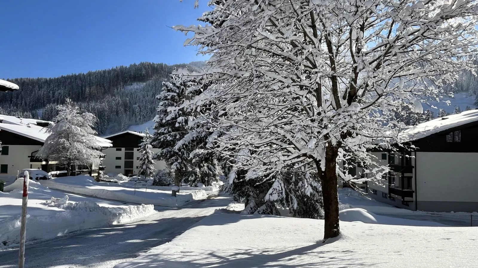 Jungfrau-Gebied winter 1km