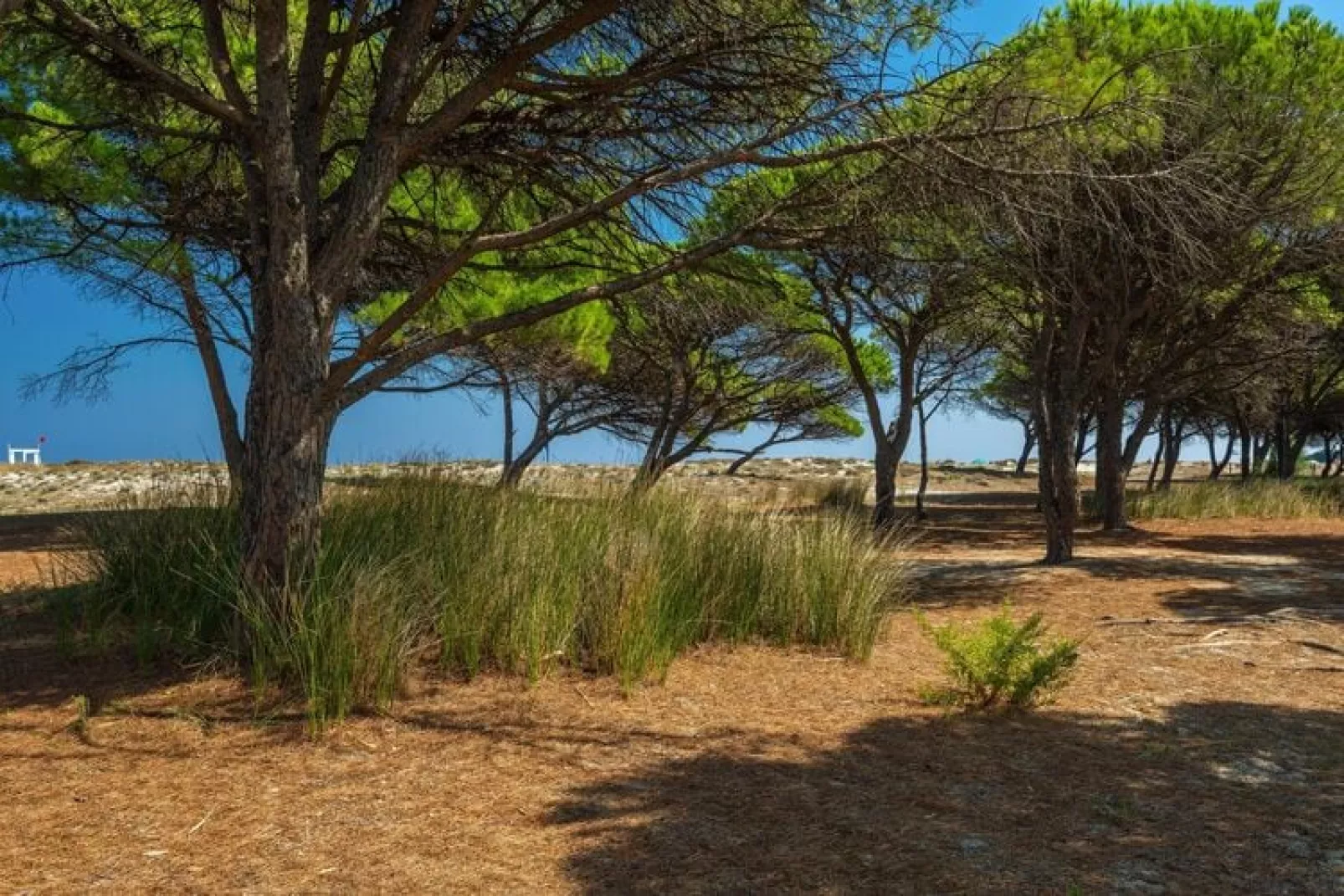 Ferienanlage Budoni-TRILO 6 Residence "le Dimore di Budoni-Tuinen zomer