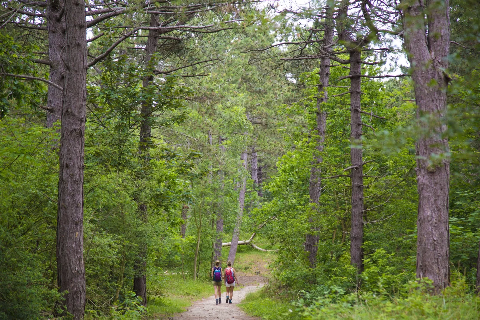 Vakantiepark Duinrust 3-Gebieden zomer 1km