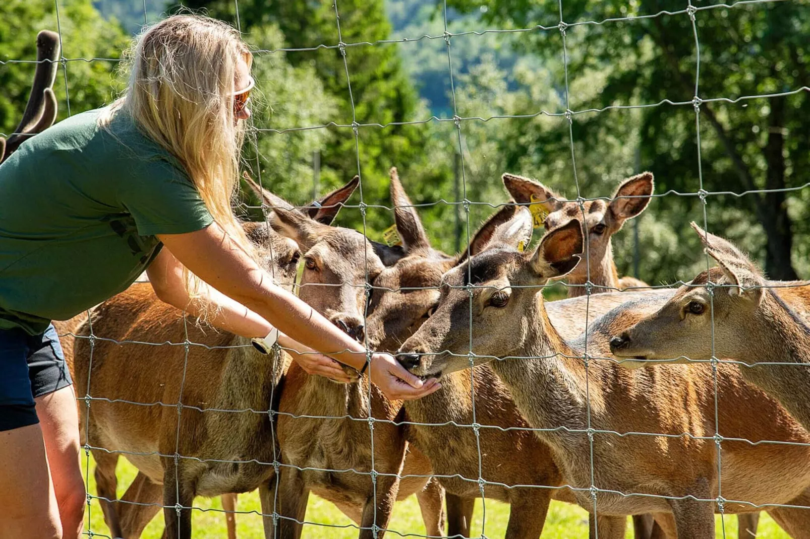 12 persoons vakantie huis in Ålfoten-Niet-getagd