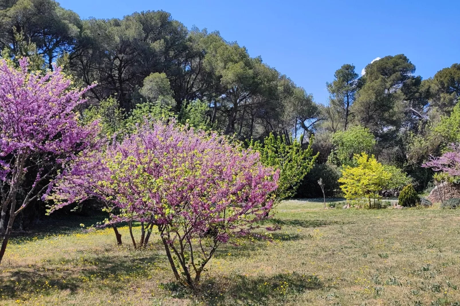 LA BOUSCADE GUESTHOUSE-Tuinen zomer