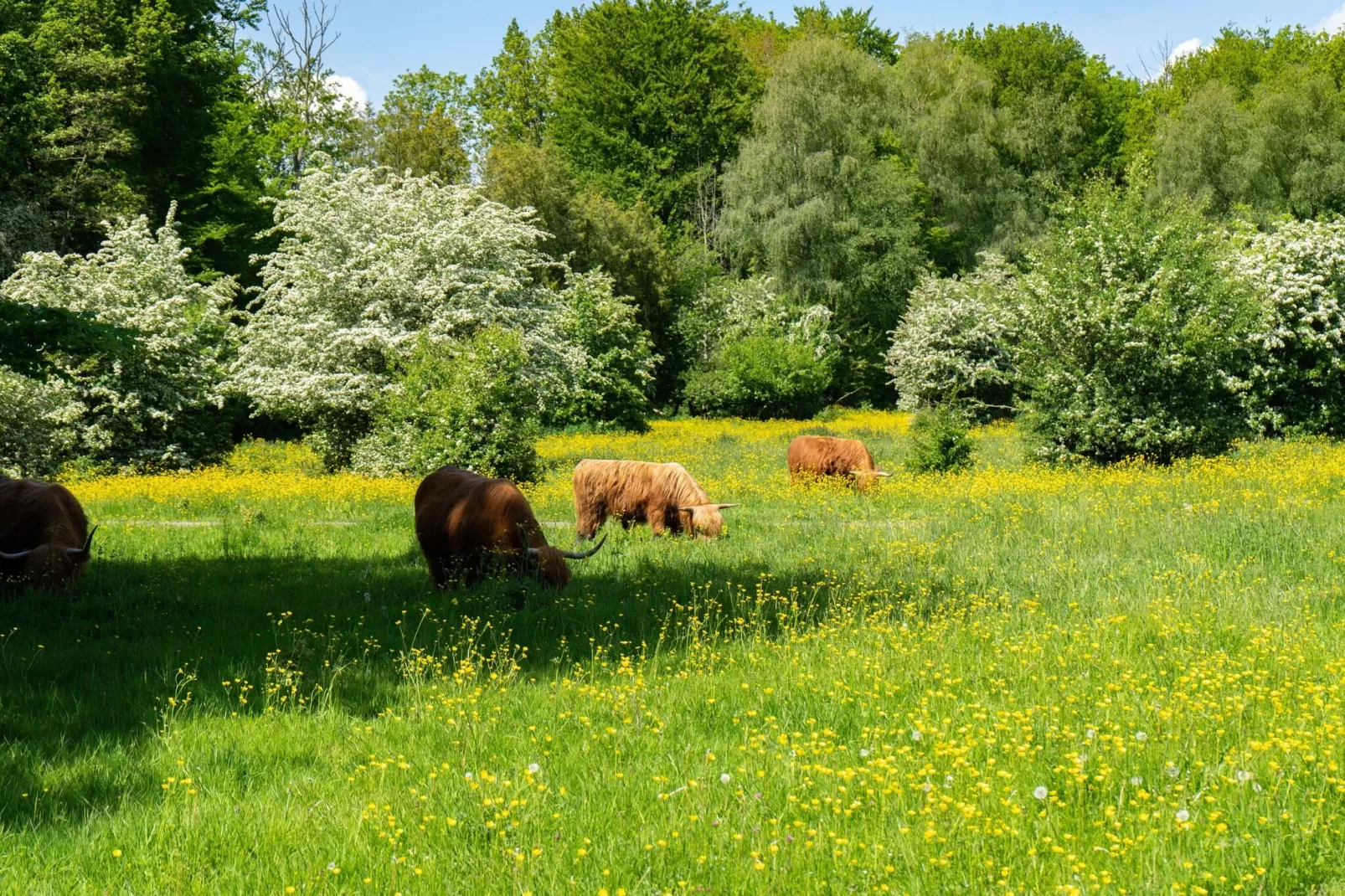 Resort Het Amsterdamse Bos 5-Gebieden zomer 5km